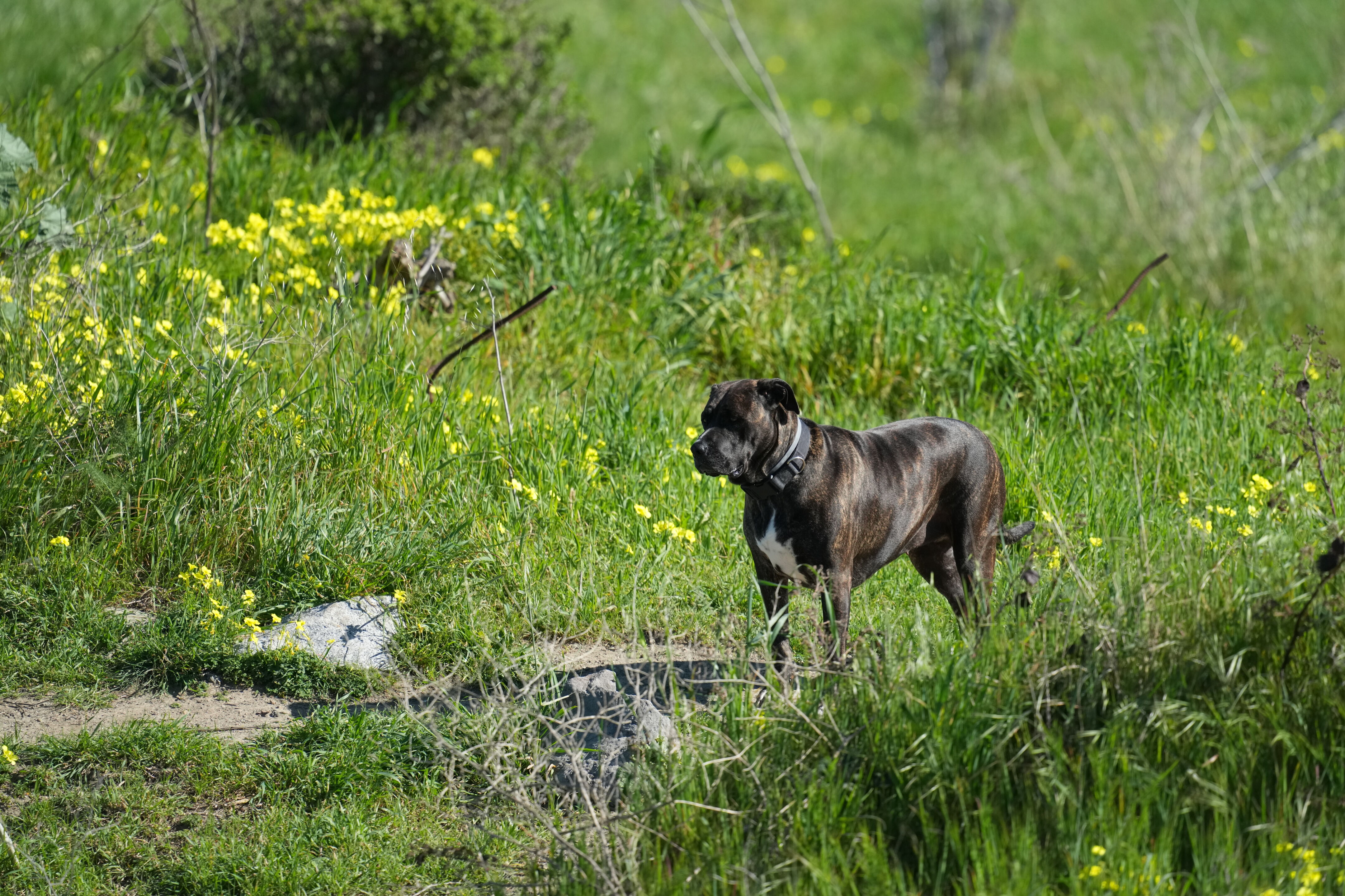 McLaughlin Eastshore State Park