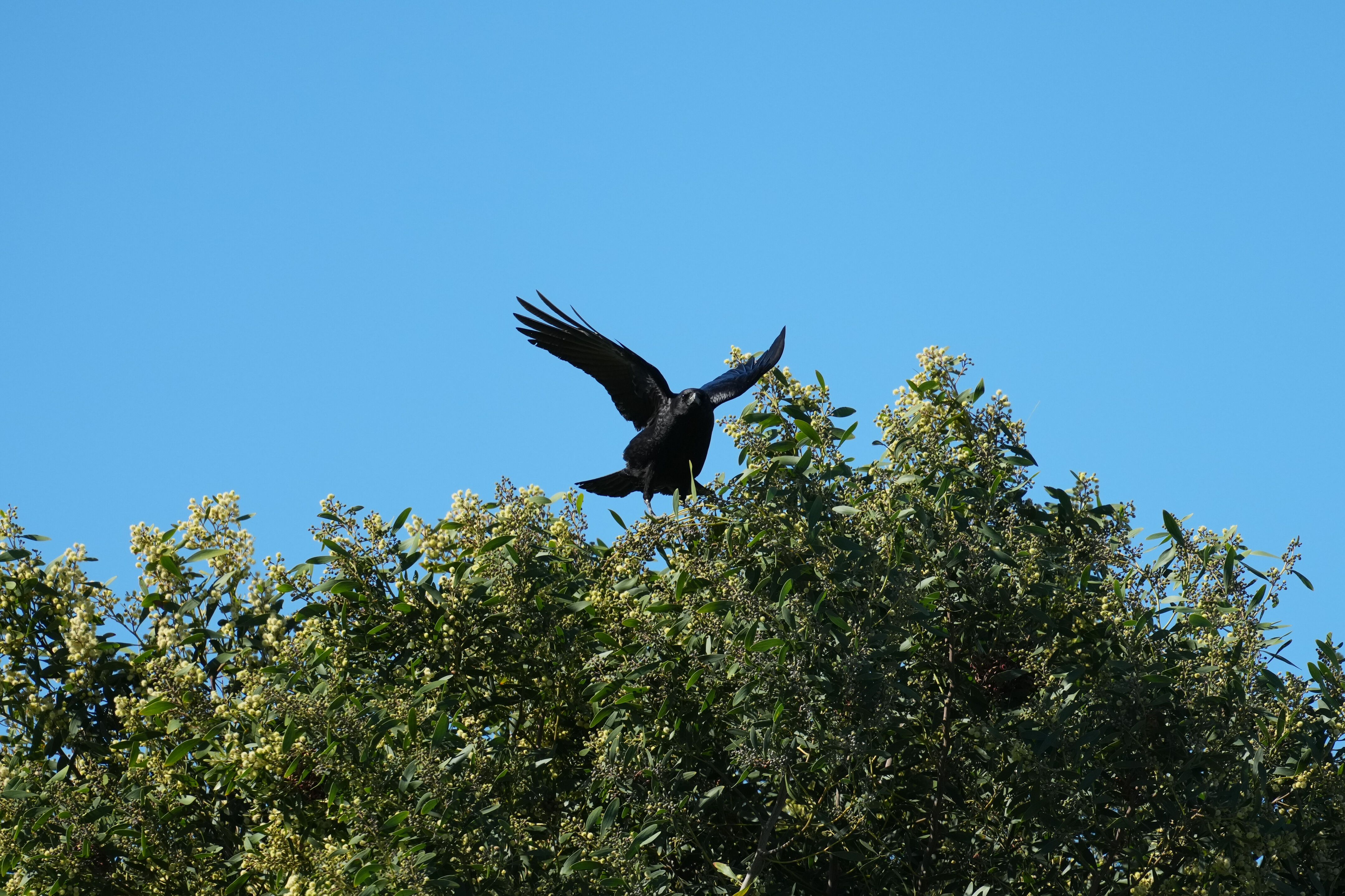 McLaughlin Eastshore State Park