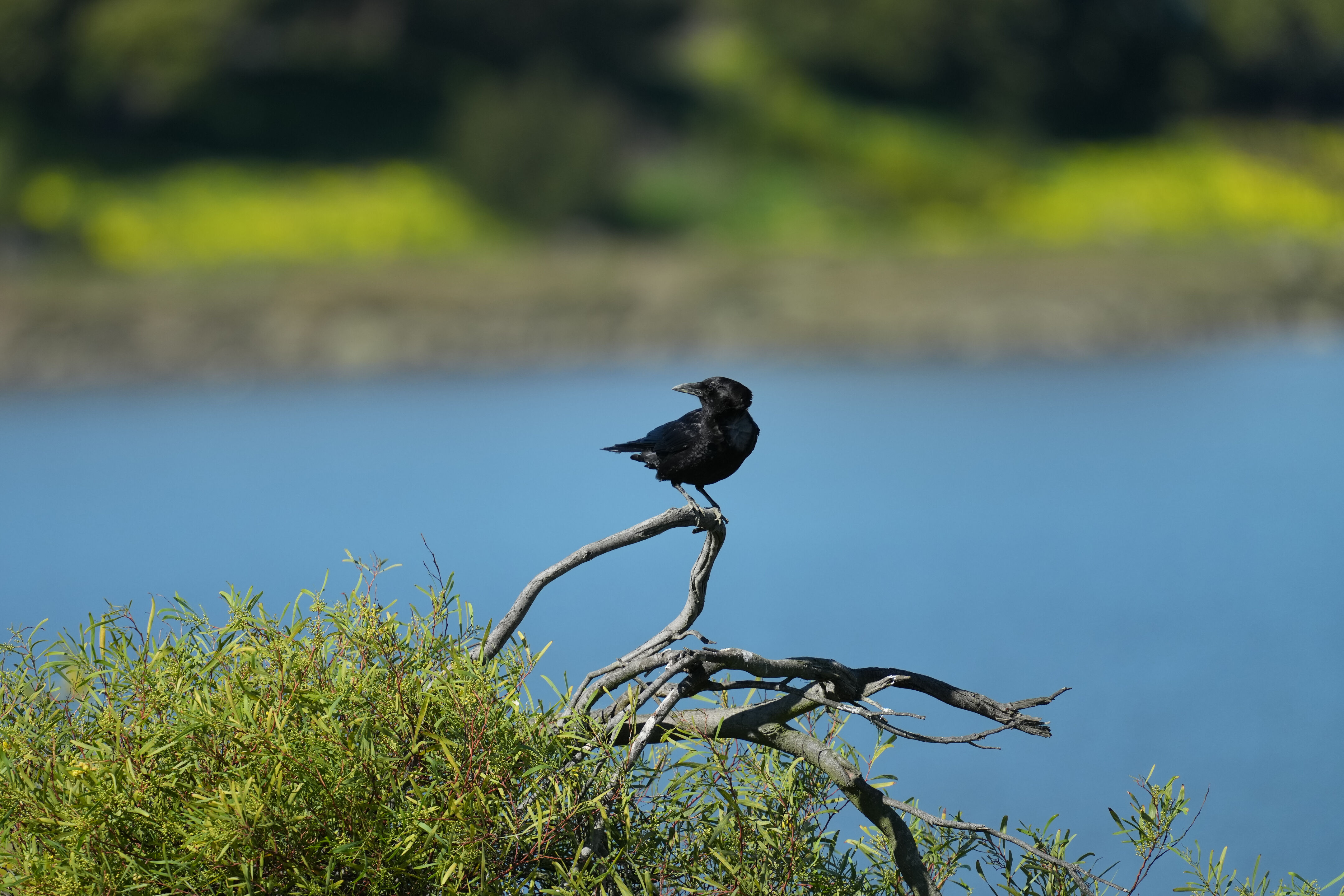 McLaughlin Eastshore State Park