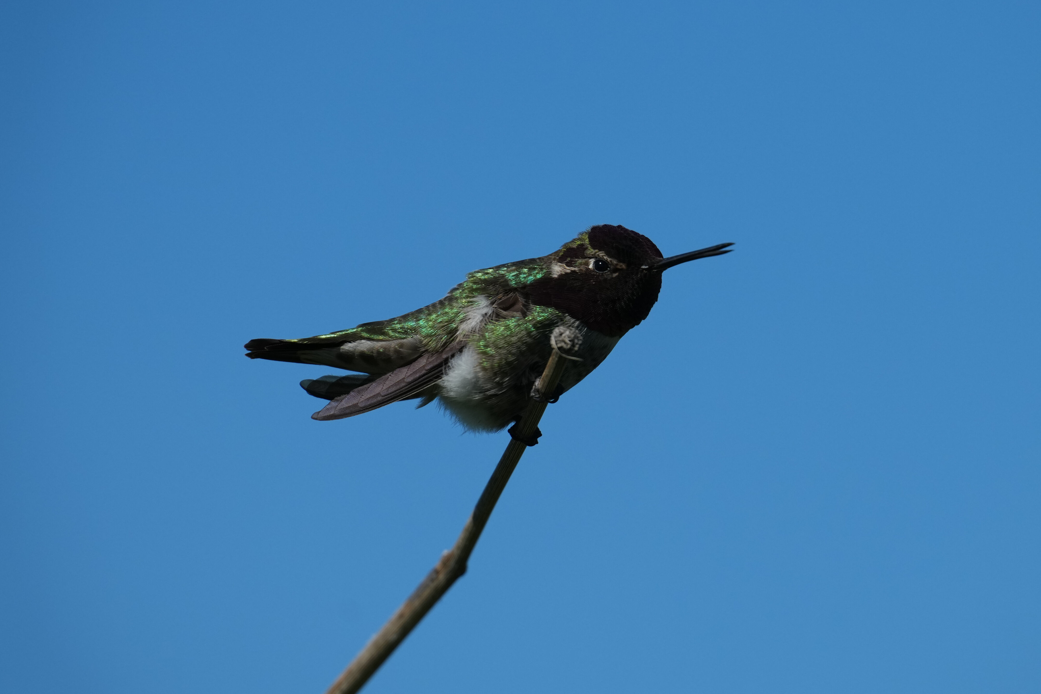 McLaughlin Eastshore State Park