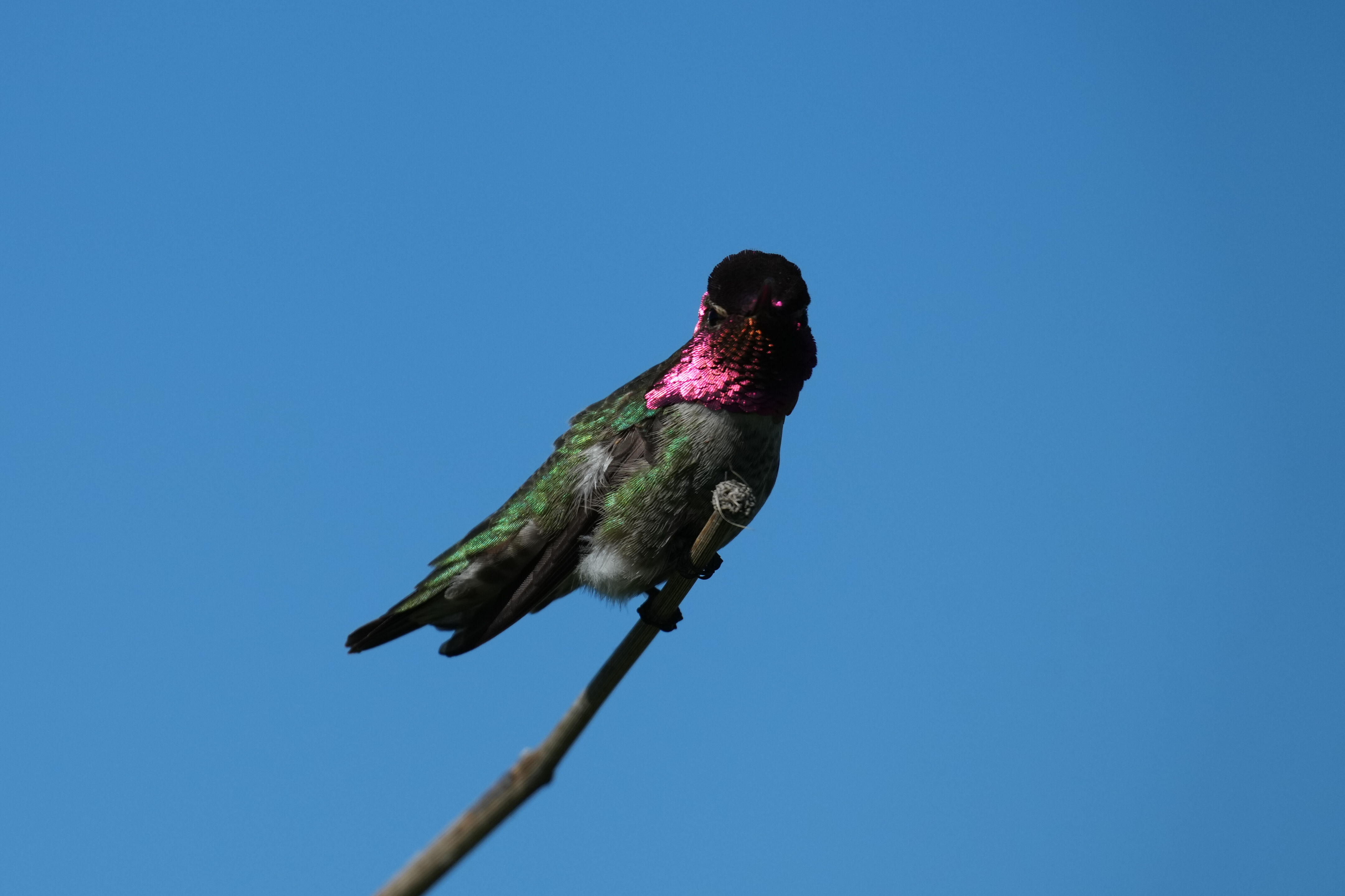 McLaughlin Eastshore State Park