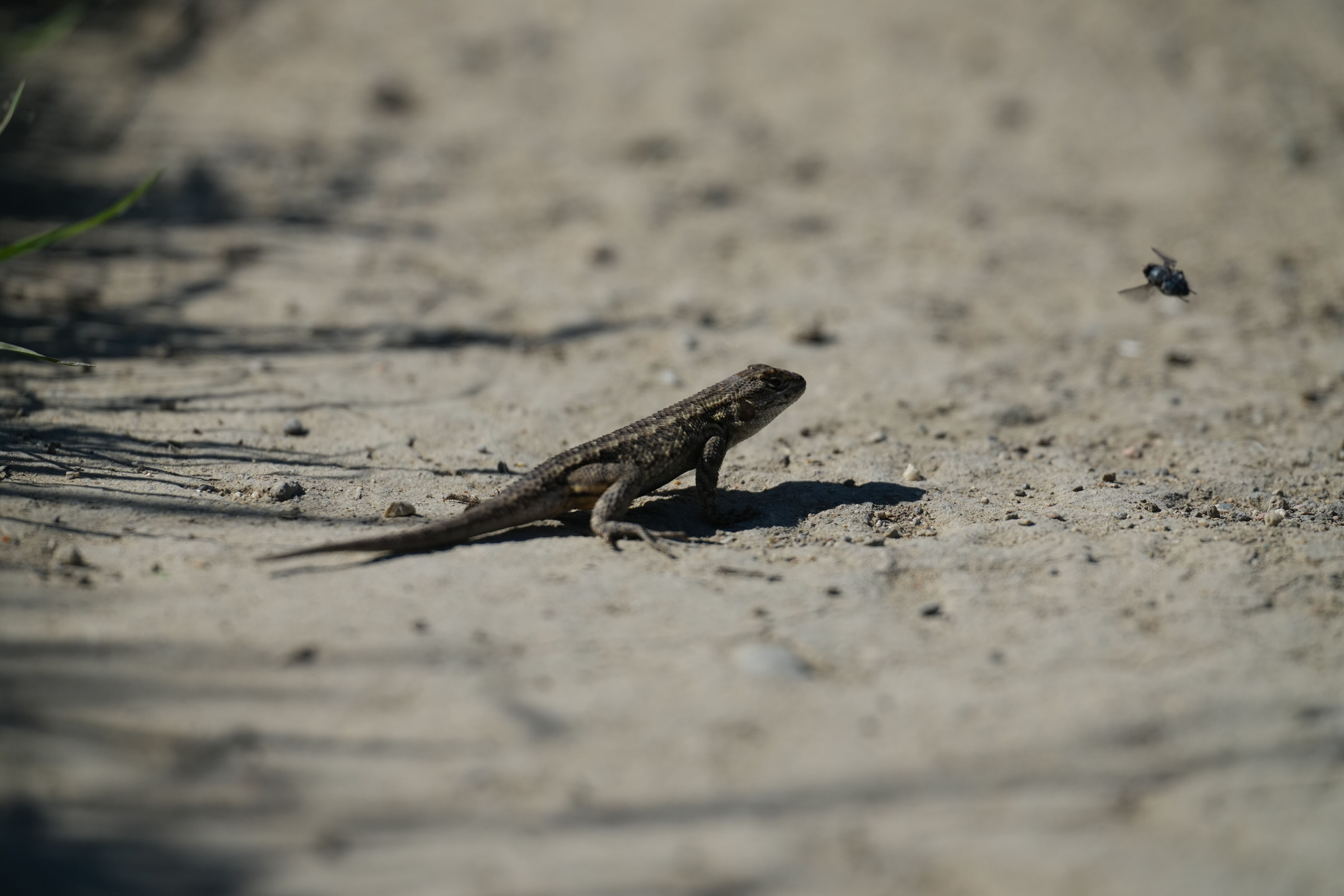 McLaughlin Eastshore State Park