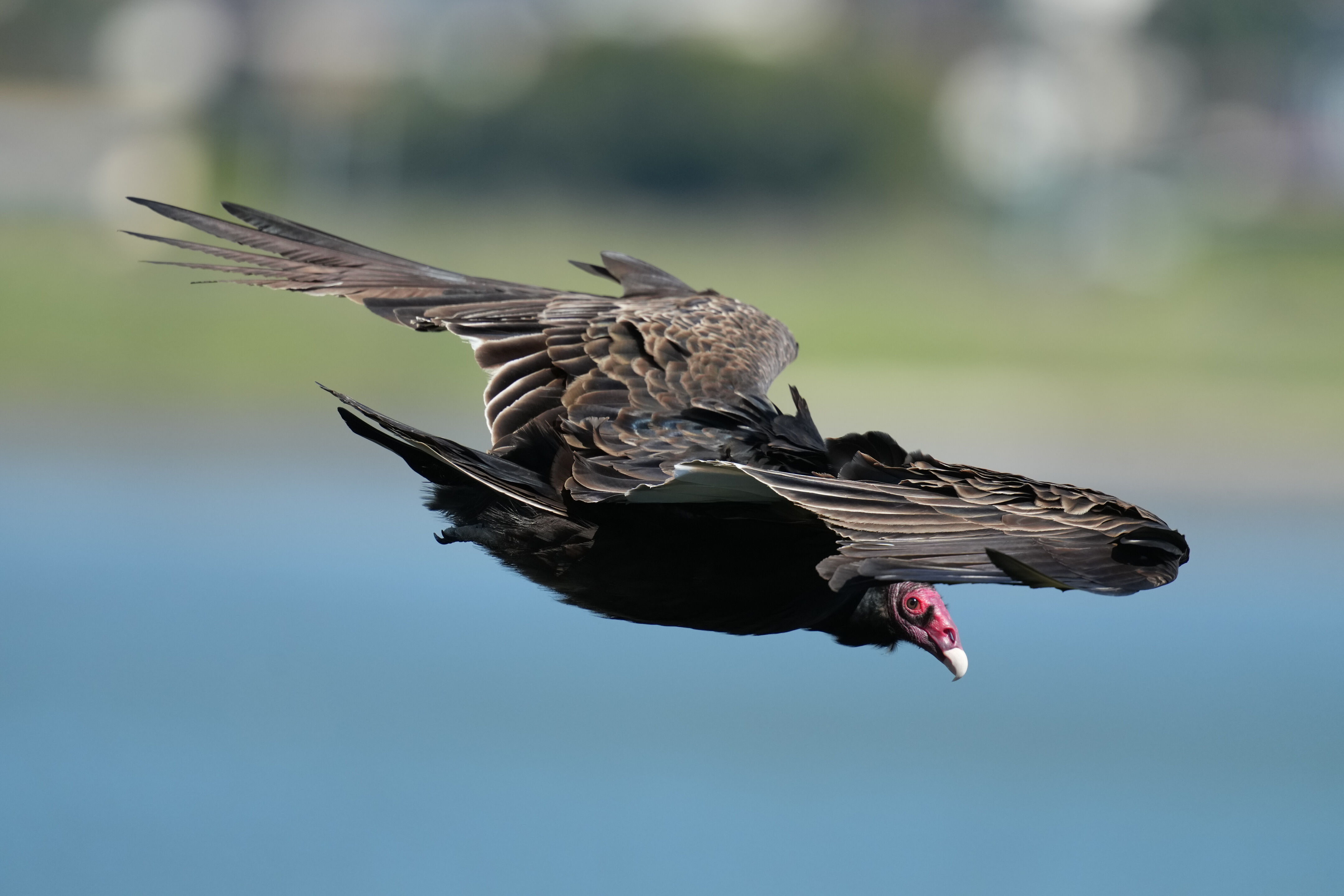 A Turkey Vulture