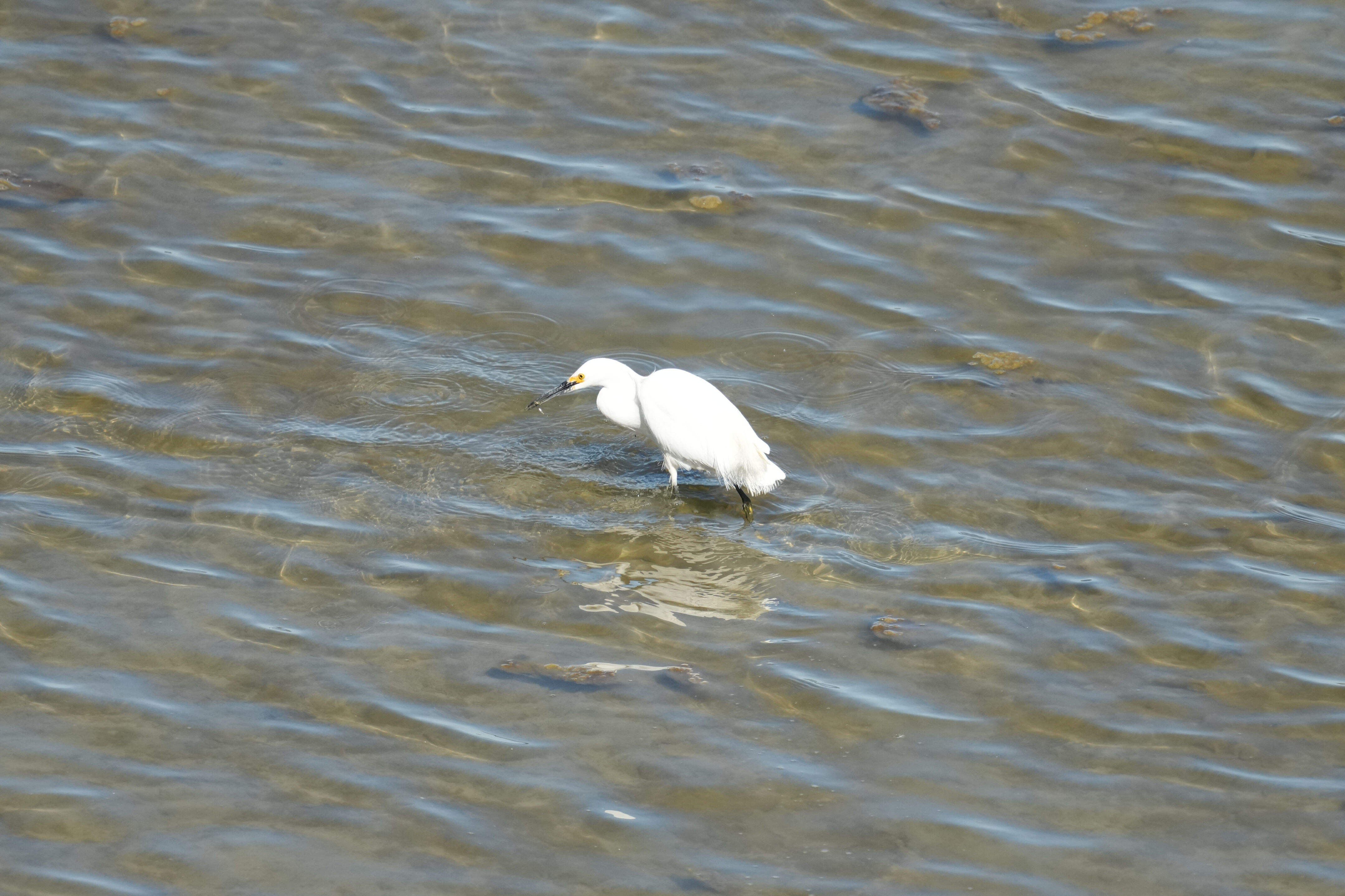 McLaughlin Eastshore State Park