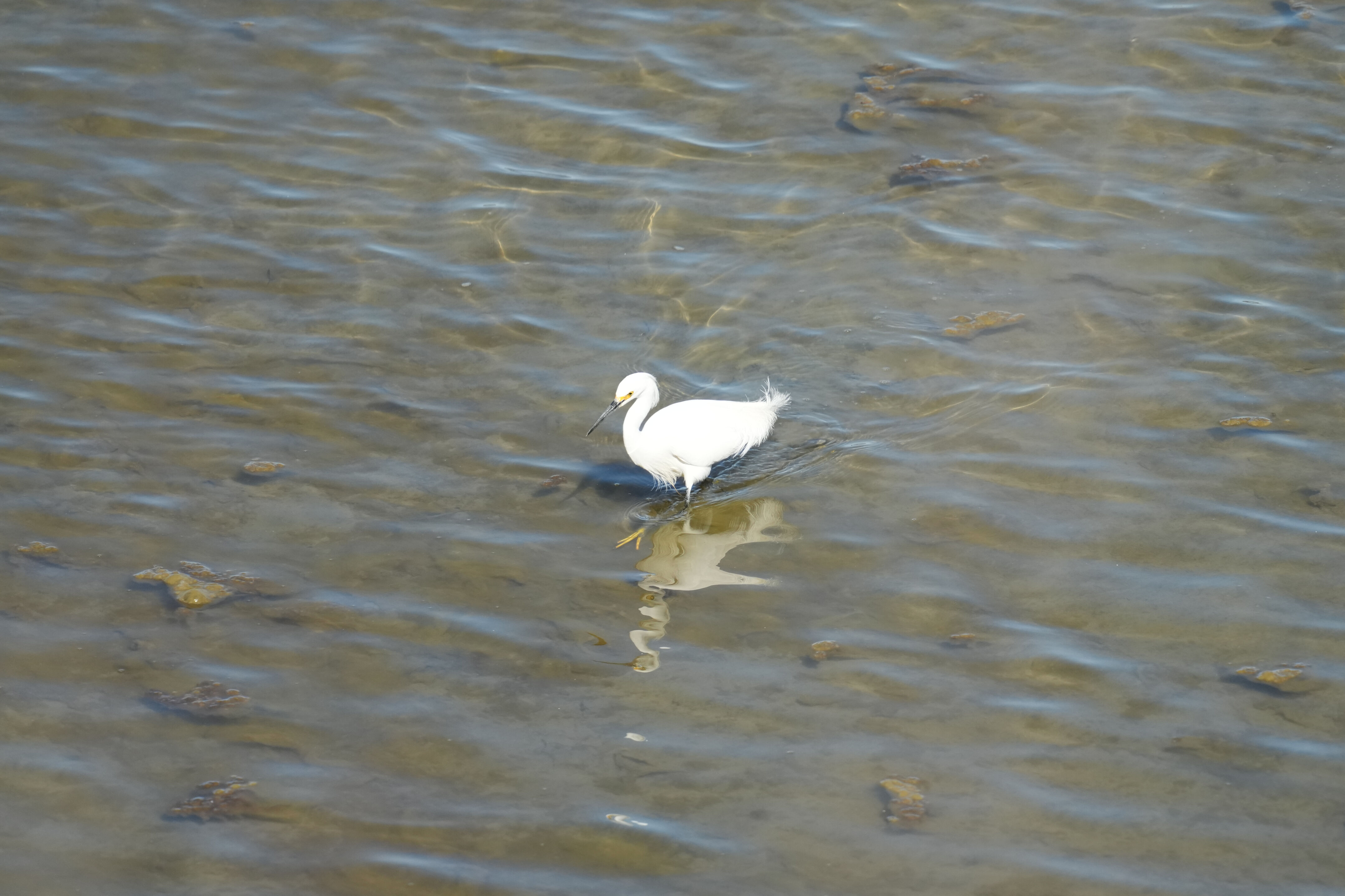 McLaughlin Eastshore State Park