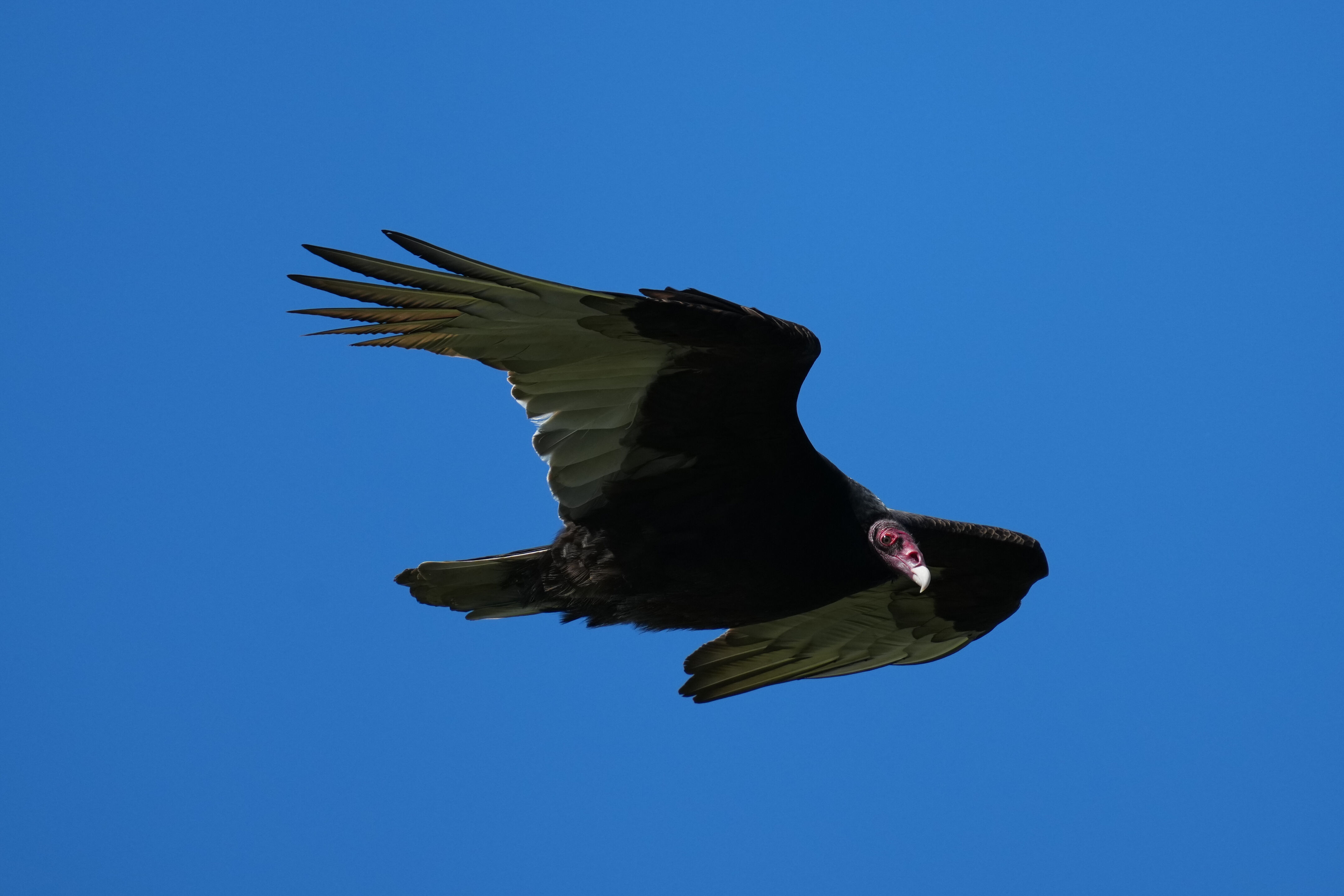 McLaughlin Eastshore State Park