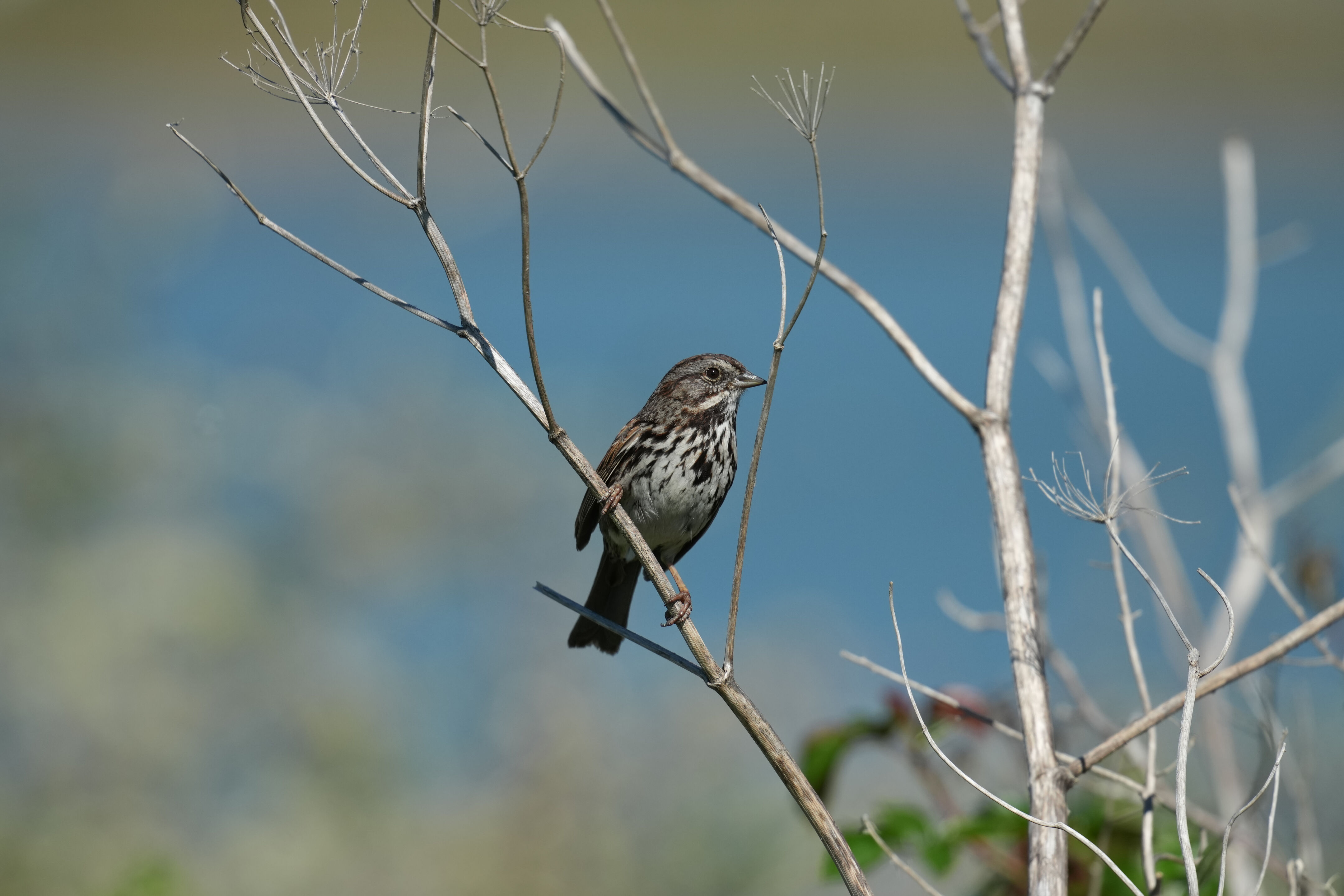 McLaughlin Eastshore State Park