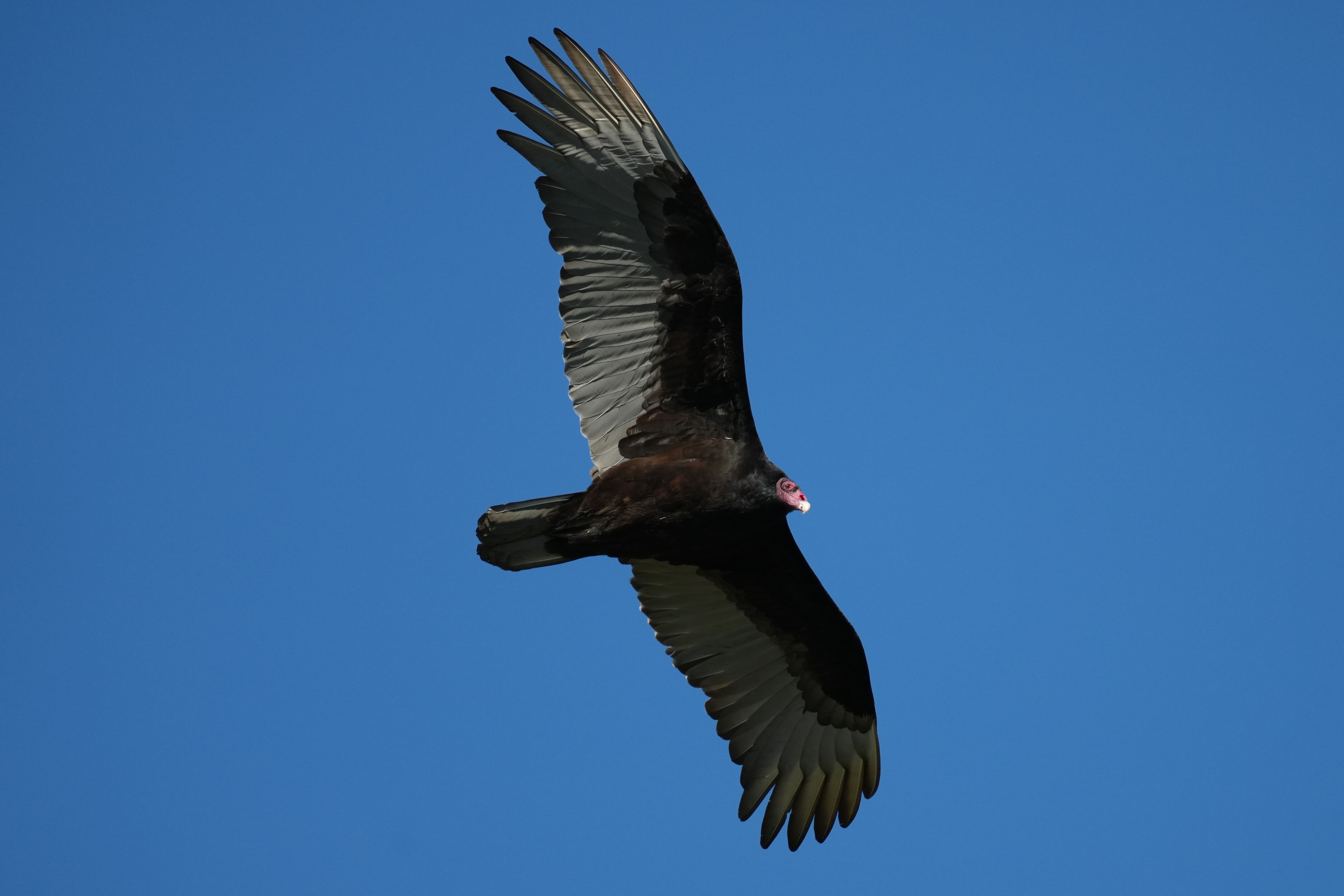 McLaughlin Eastshore State Park