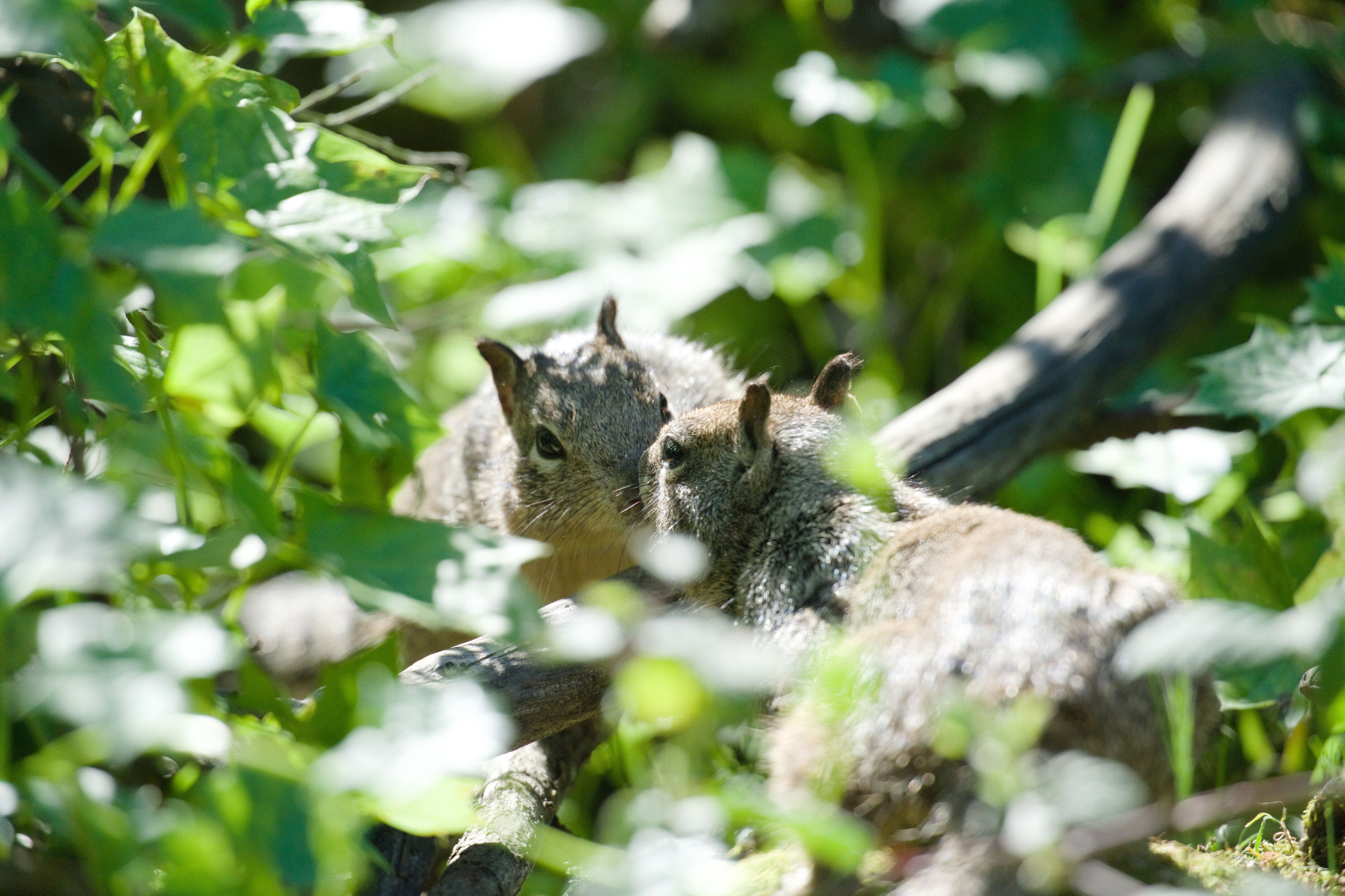 McLaughlin Eastshore State Park