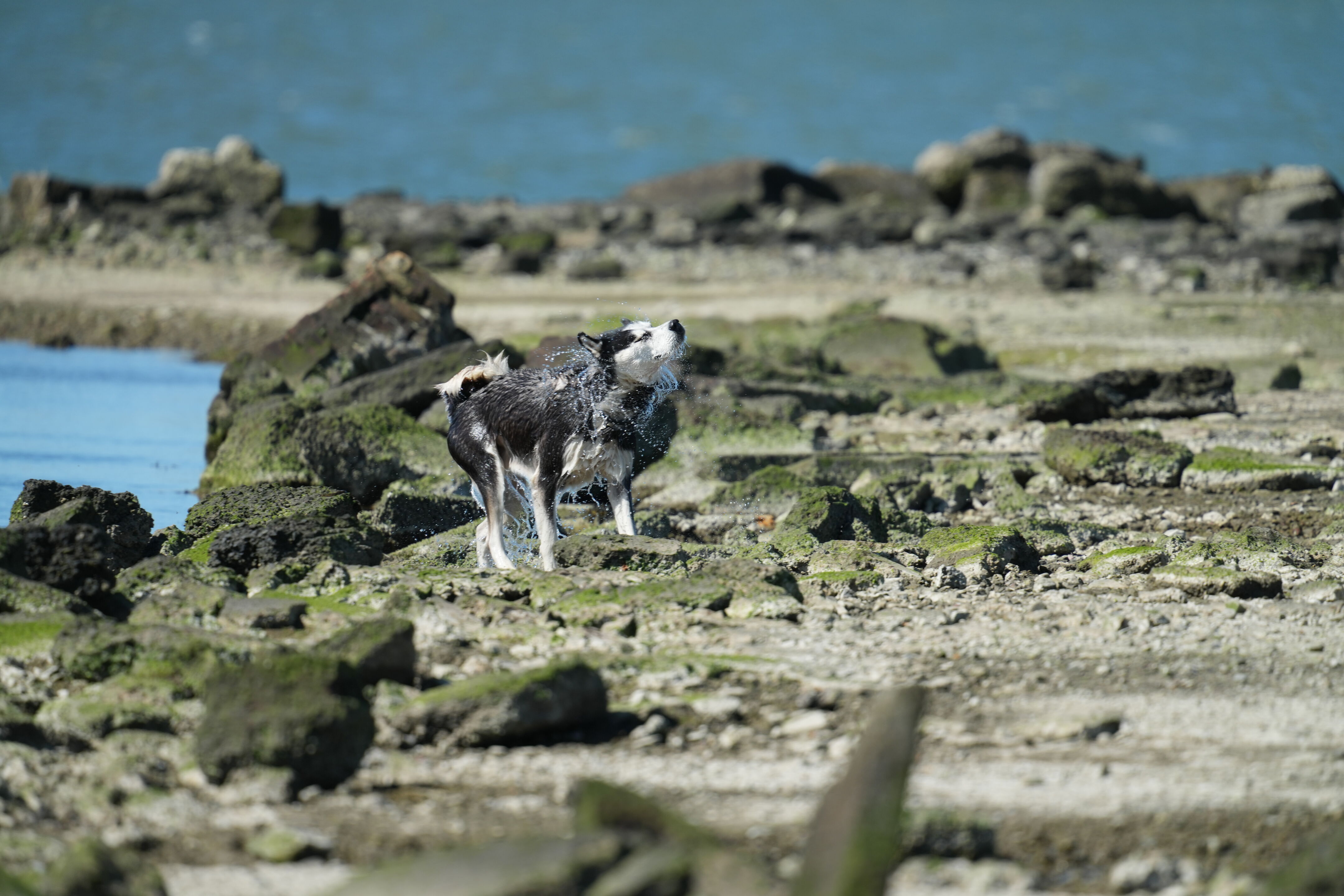 McLaughlin Eastshore State Park