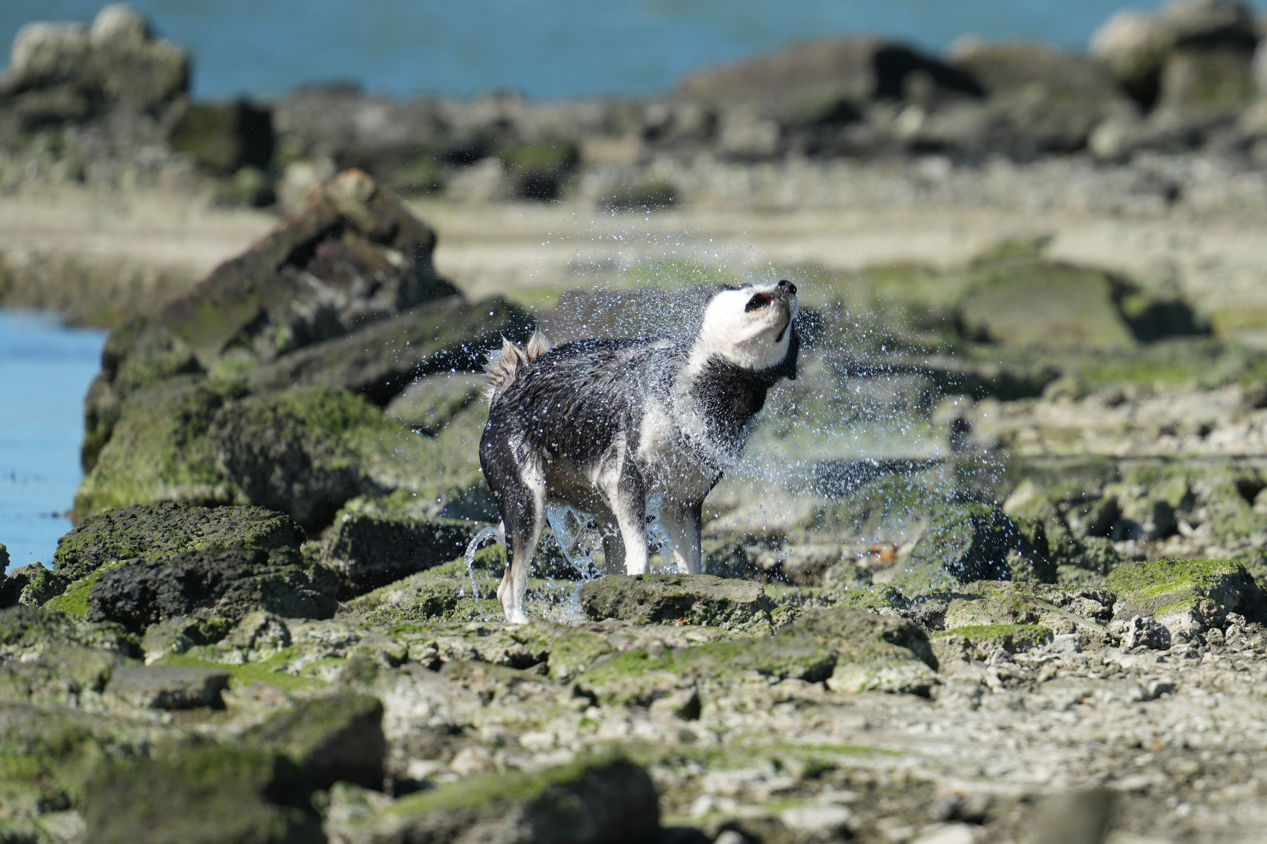 McLaughlin Eastshore State Park