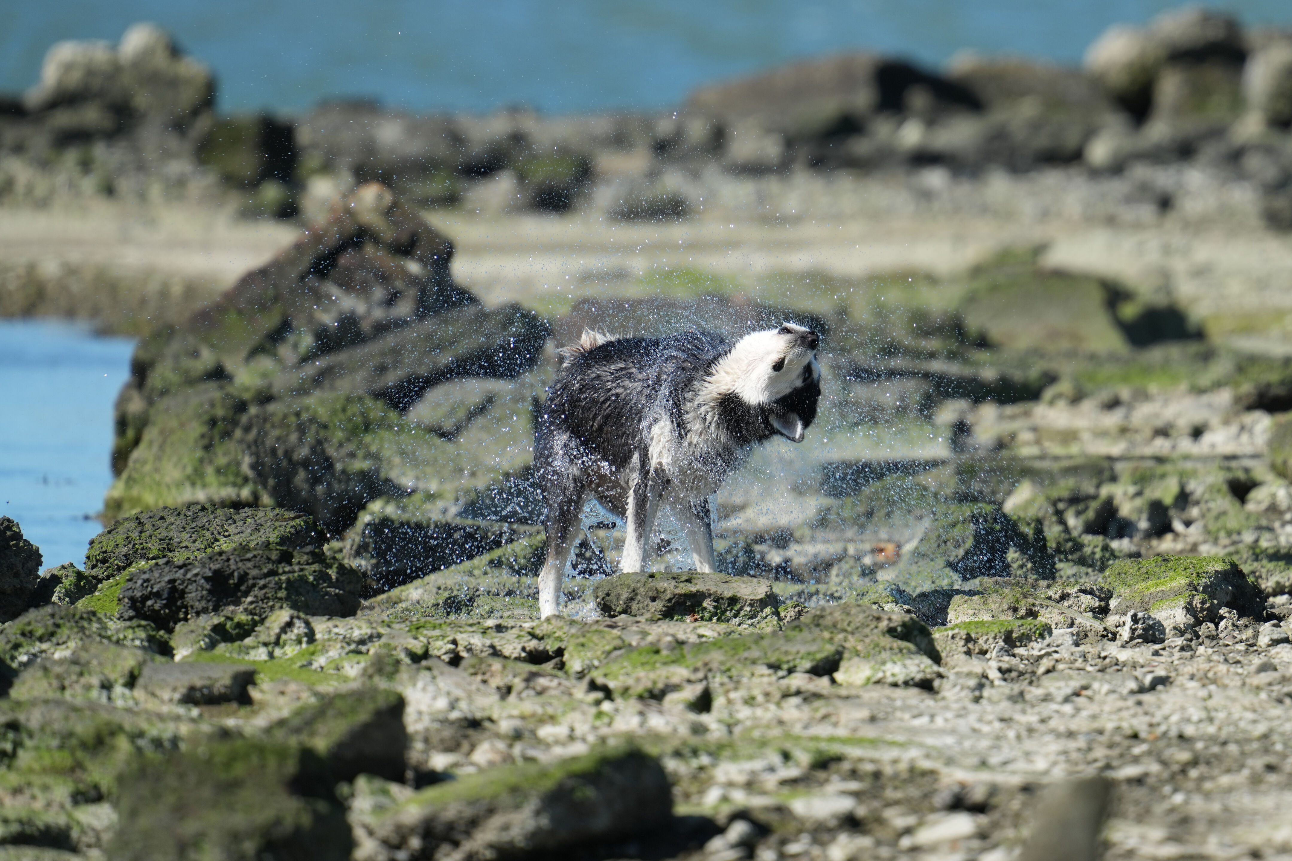 McLaughlin Eastshore State Park