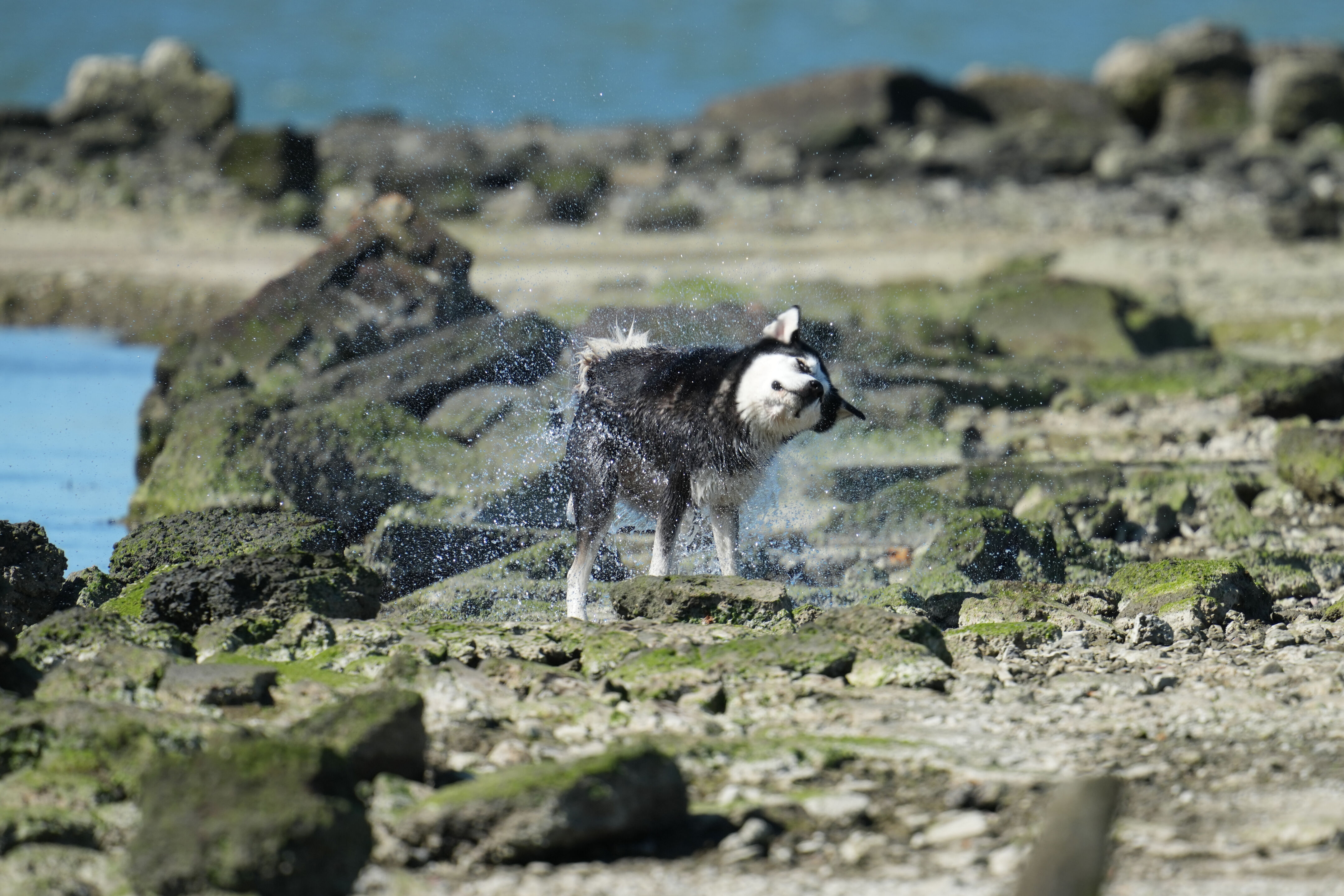 McLaughlin Eastshore State Park