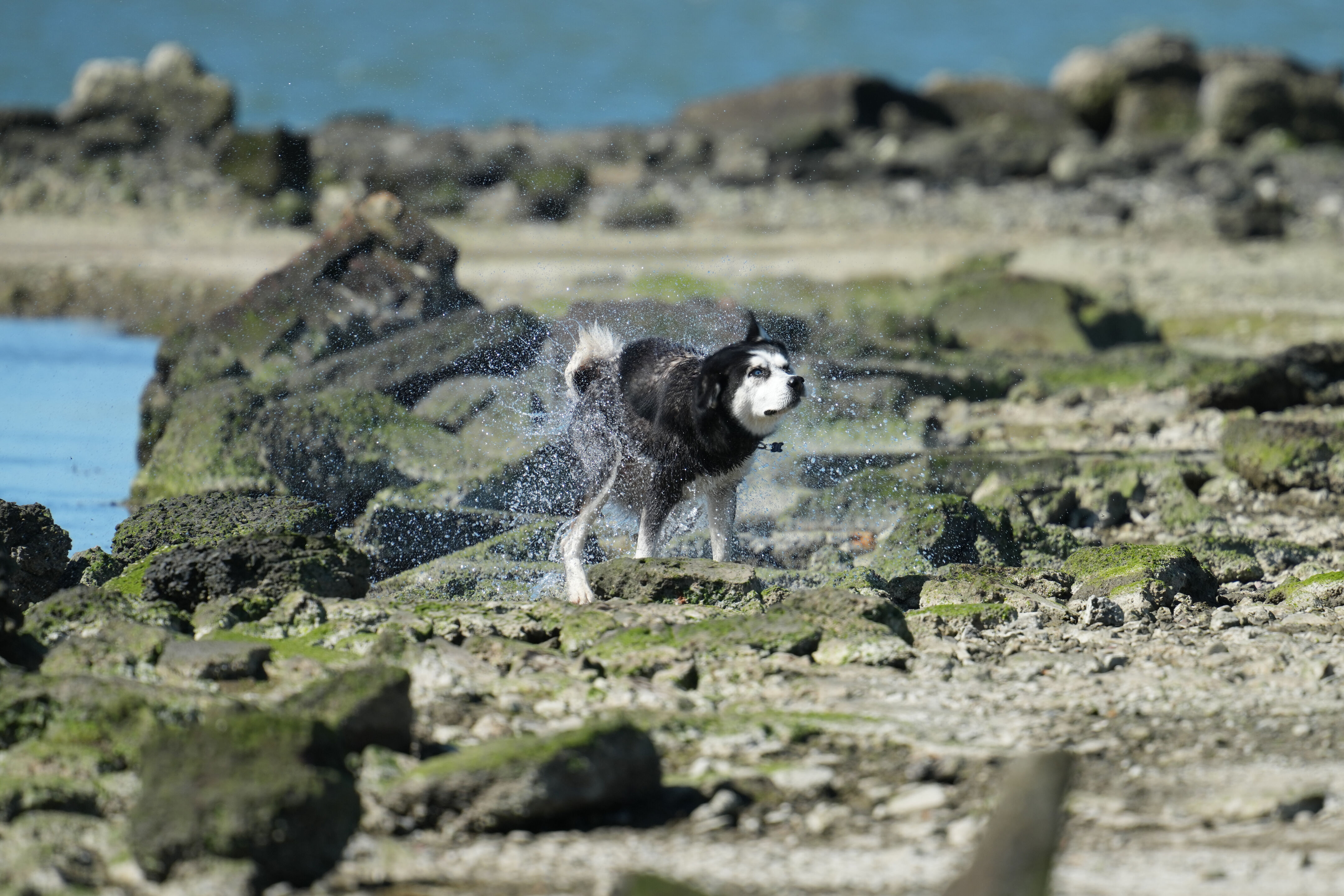 Husky Shaking Off Water