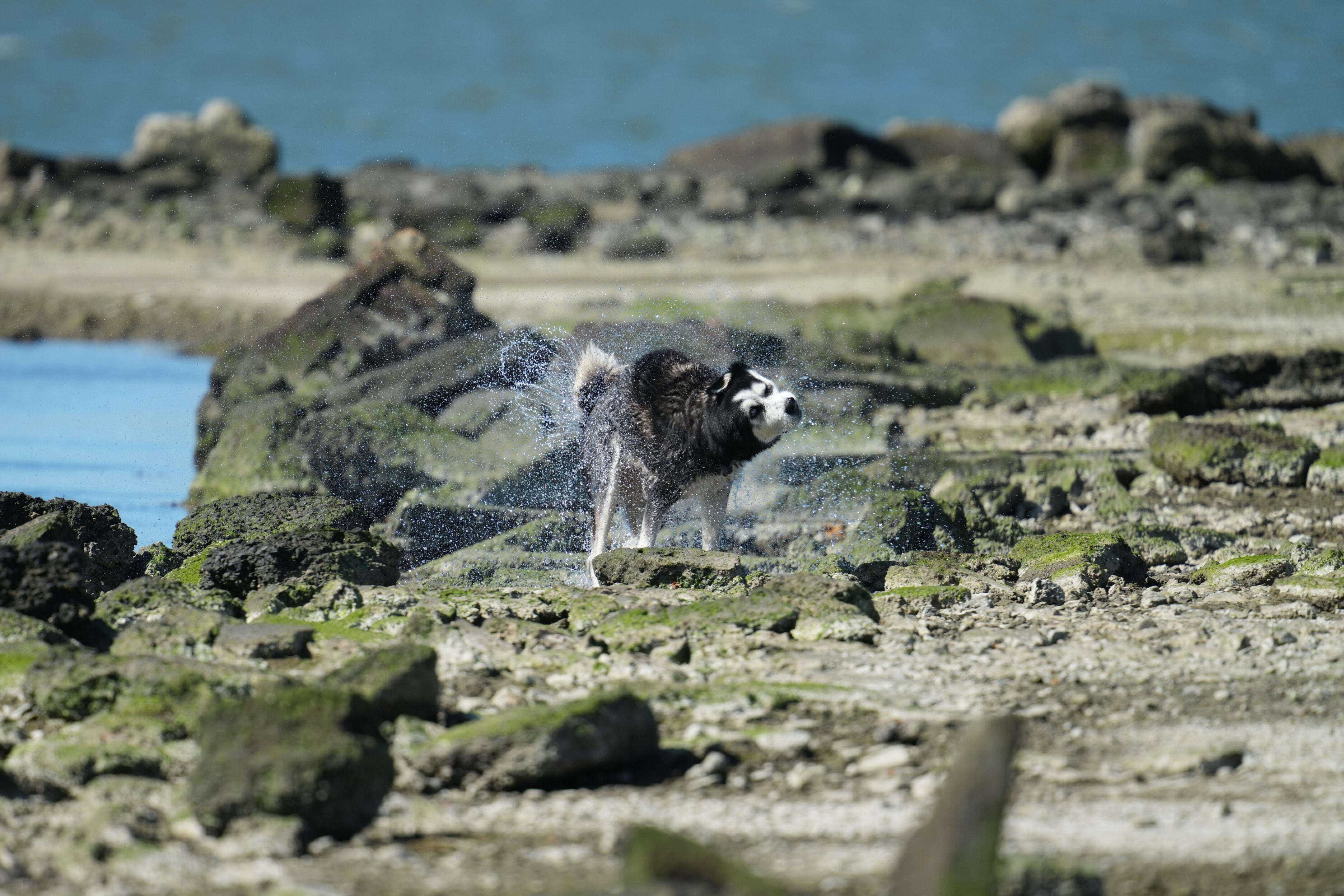 McLaughlin Eastshore State Park