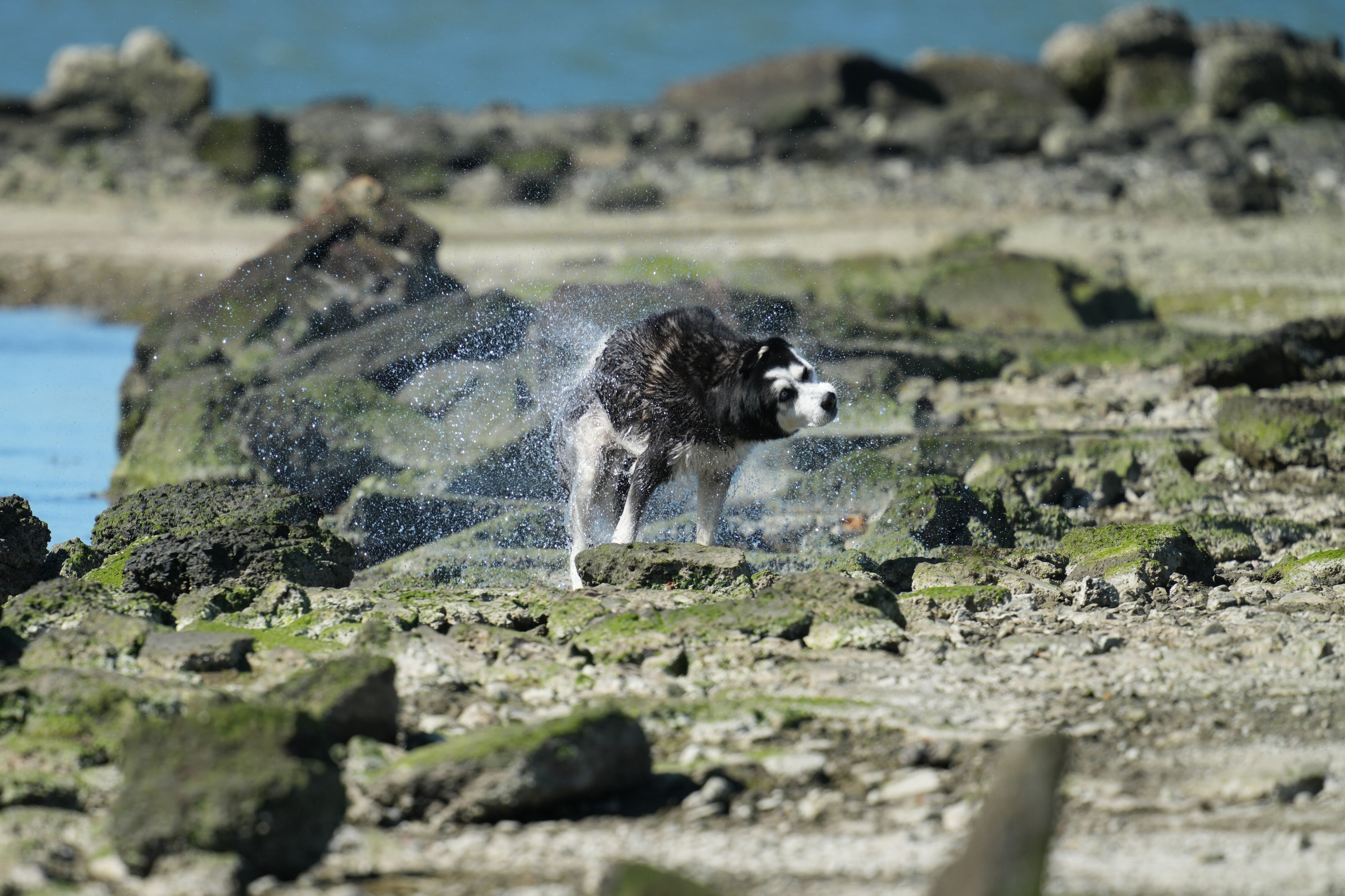 McLaughlin Eastshore State Park