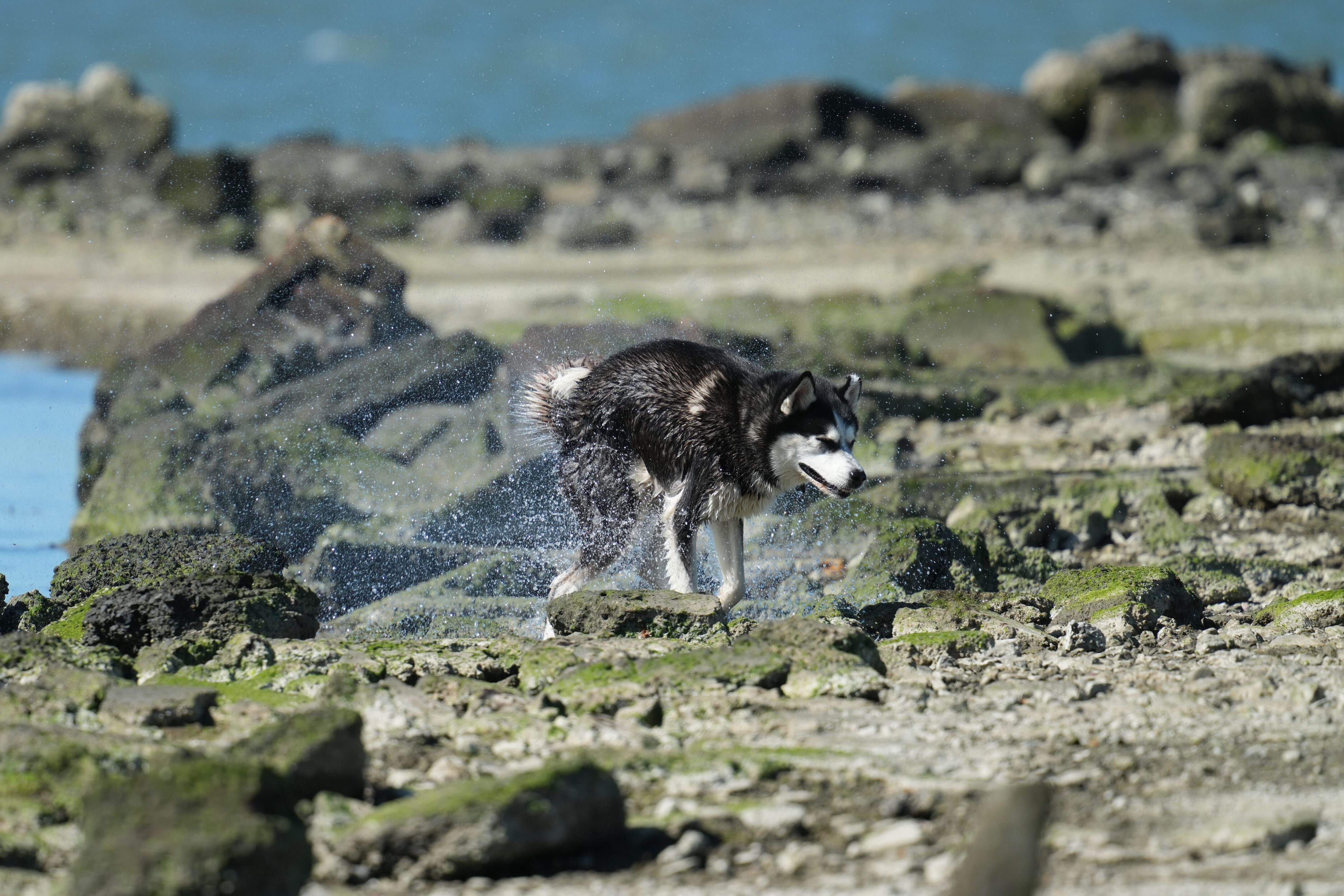 McLaughlin Eastshore State Park