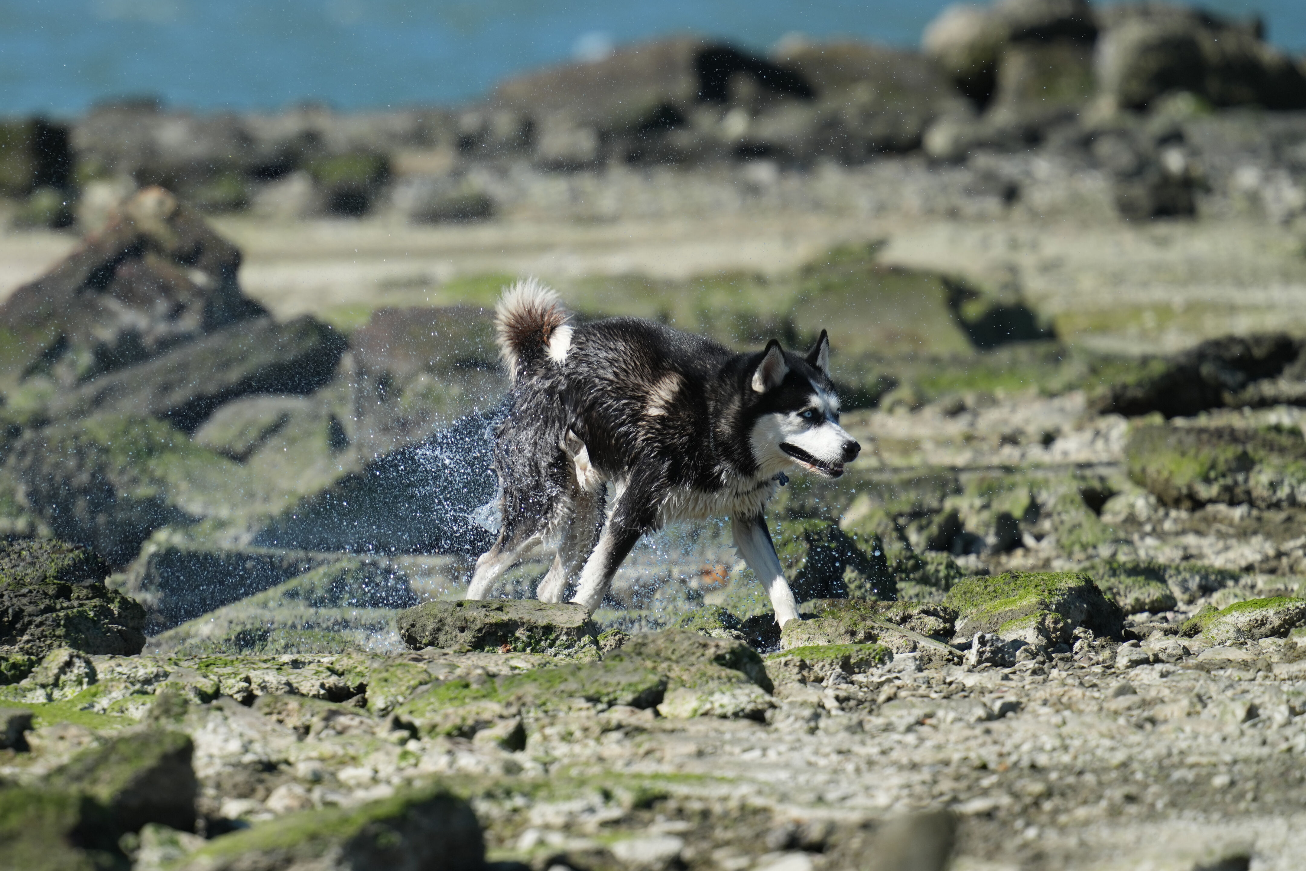 McLaughlin Eastshore State Park