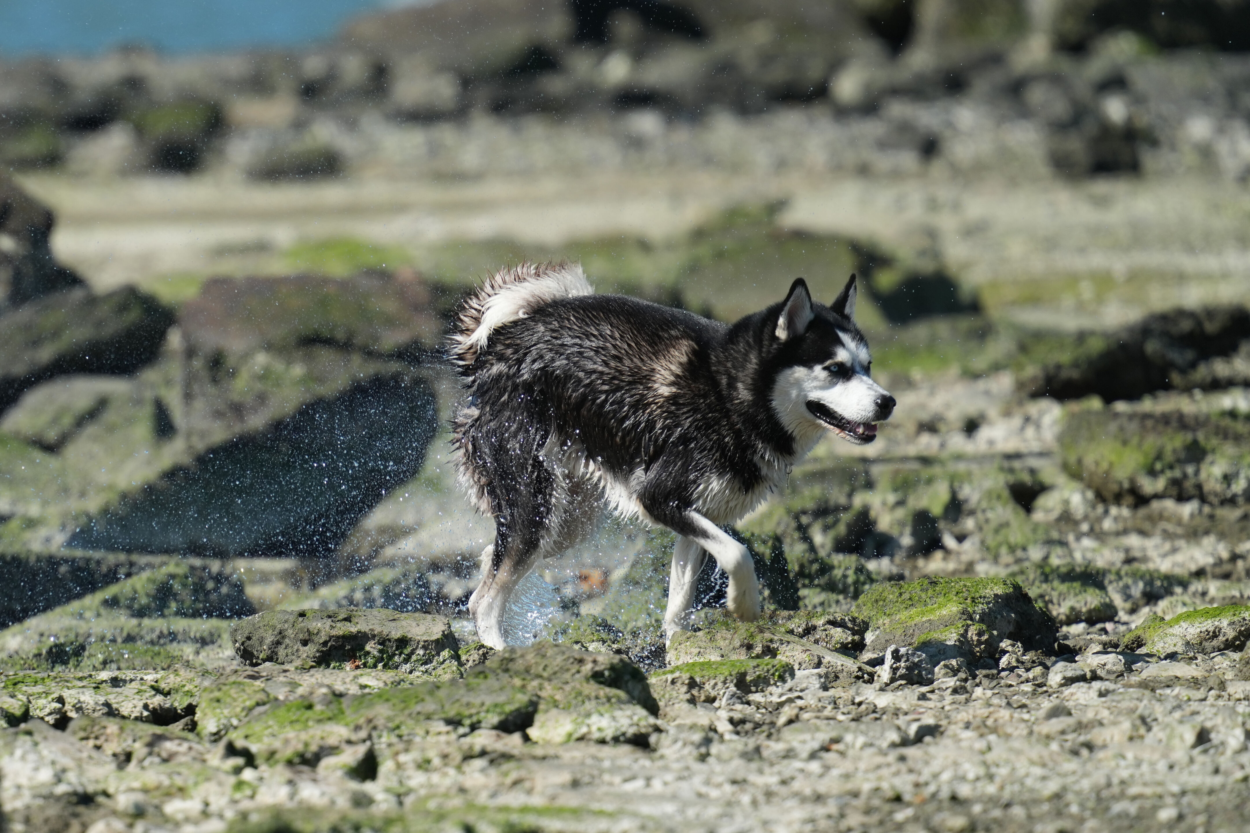 McLaughlin Eastshore State Park
