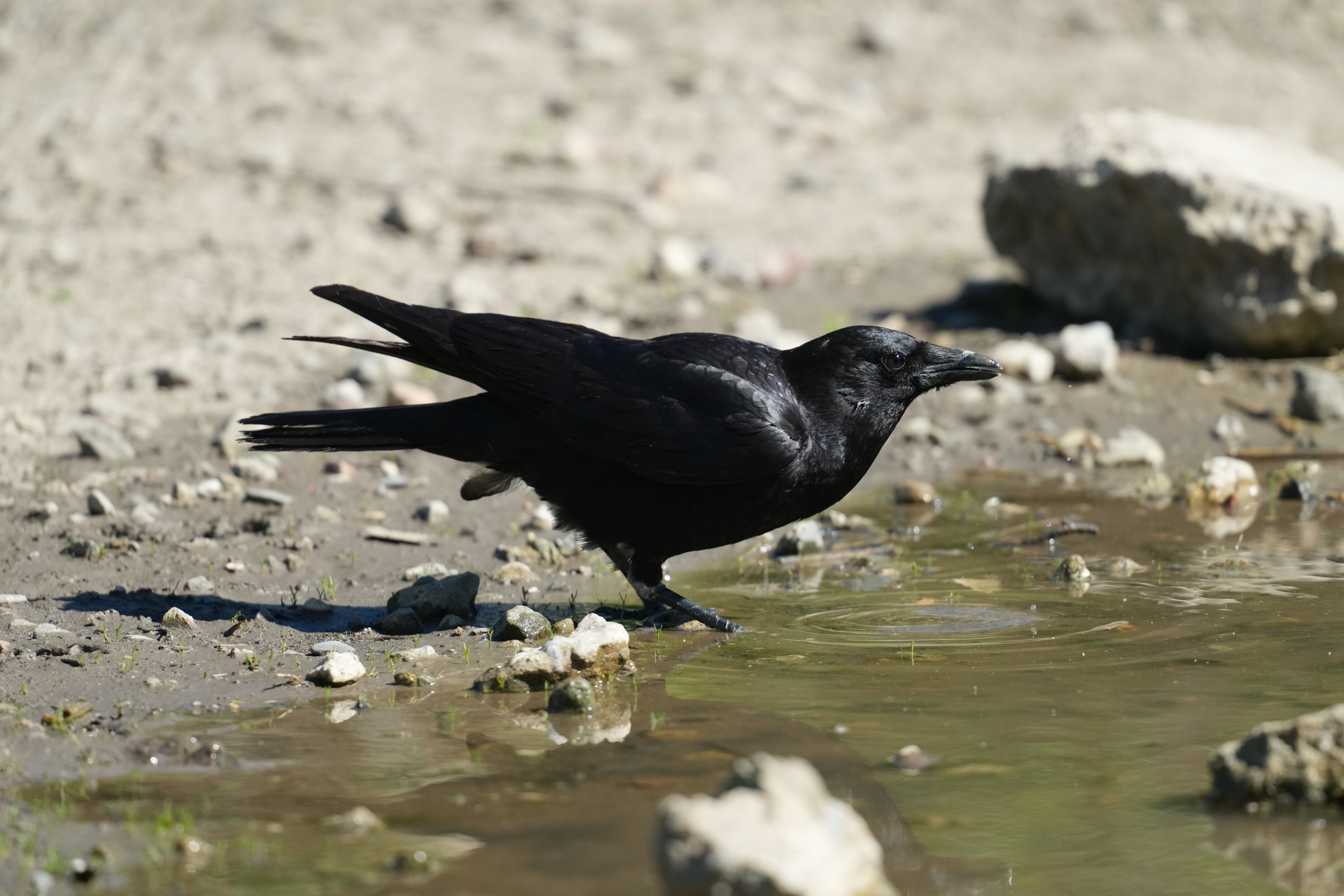 McLaughlin Eastshore State Park