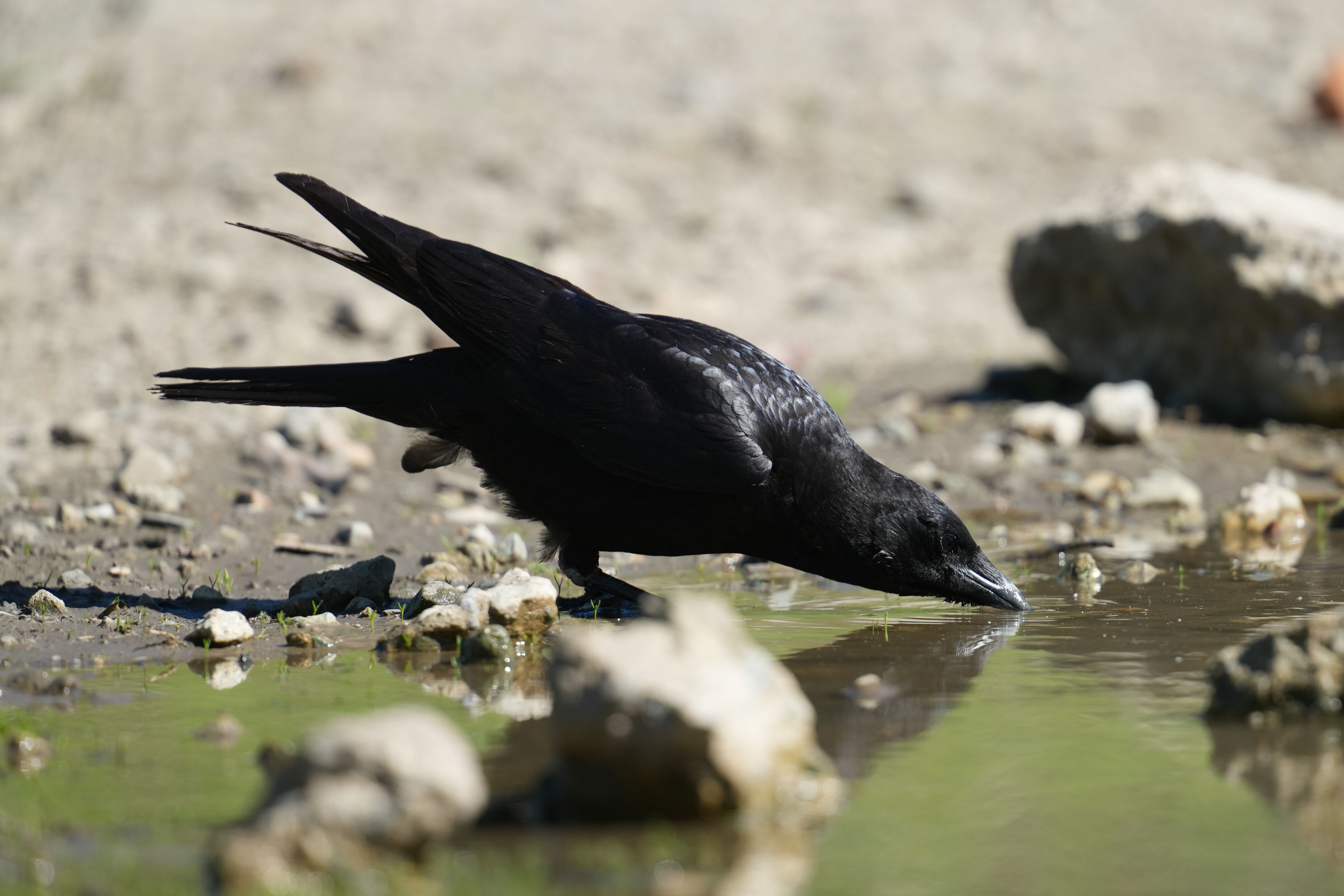 McLaughlin Eastshore State Park