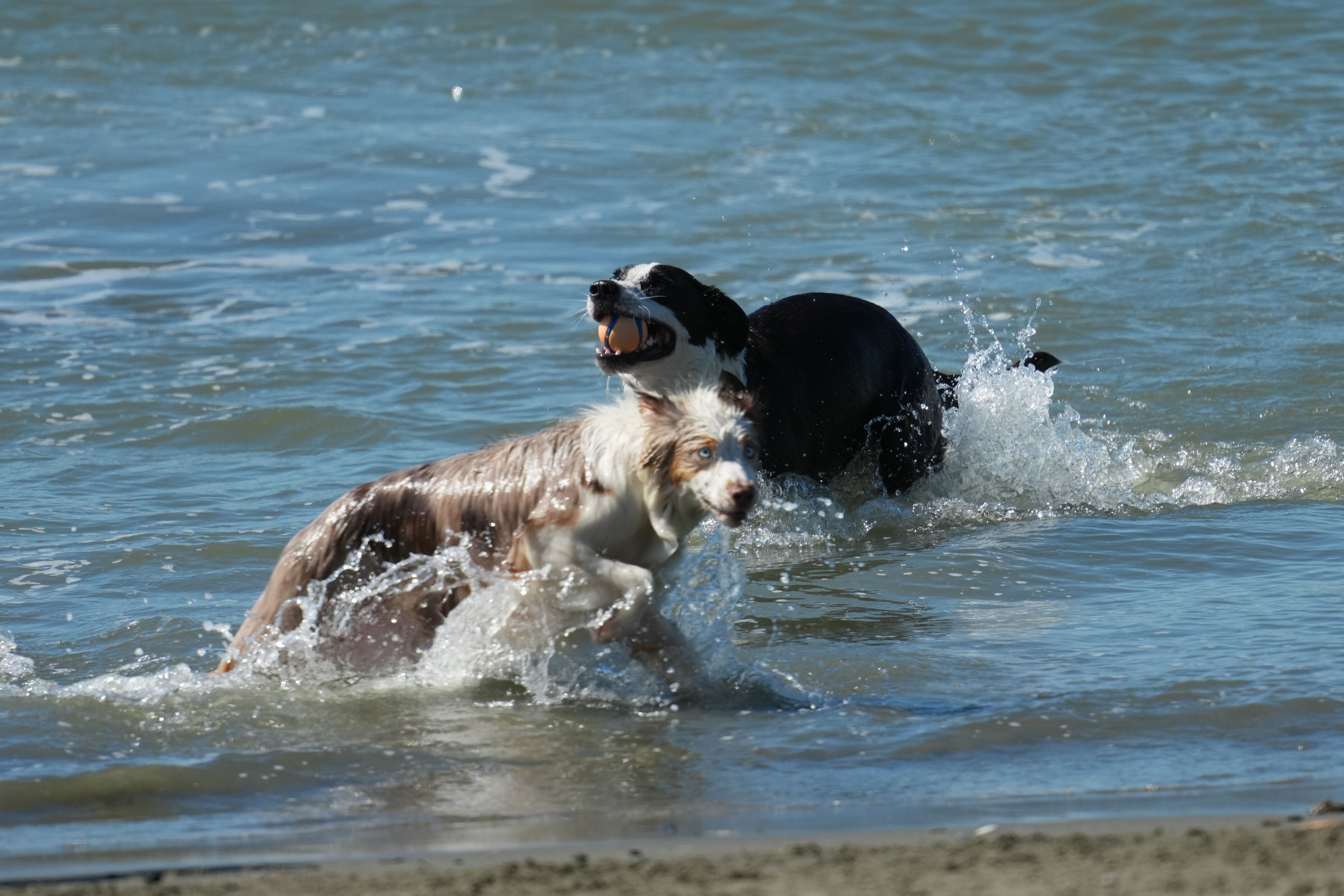McLaughlin Eastshore State Park