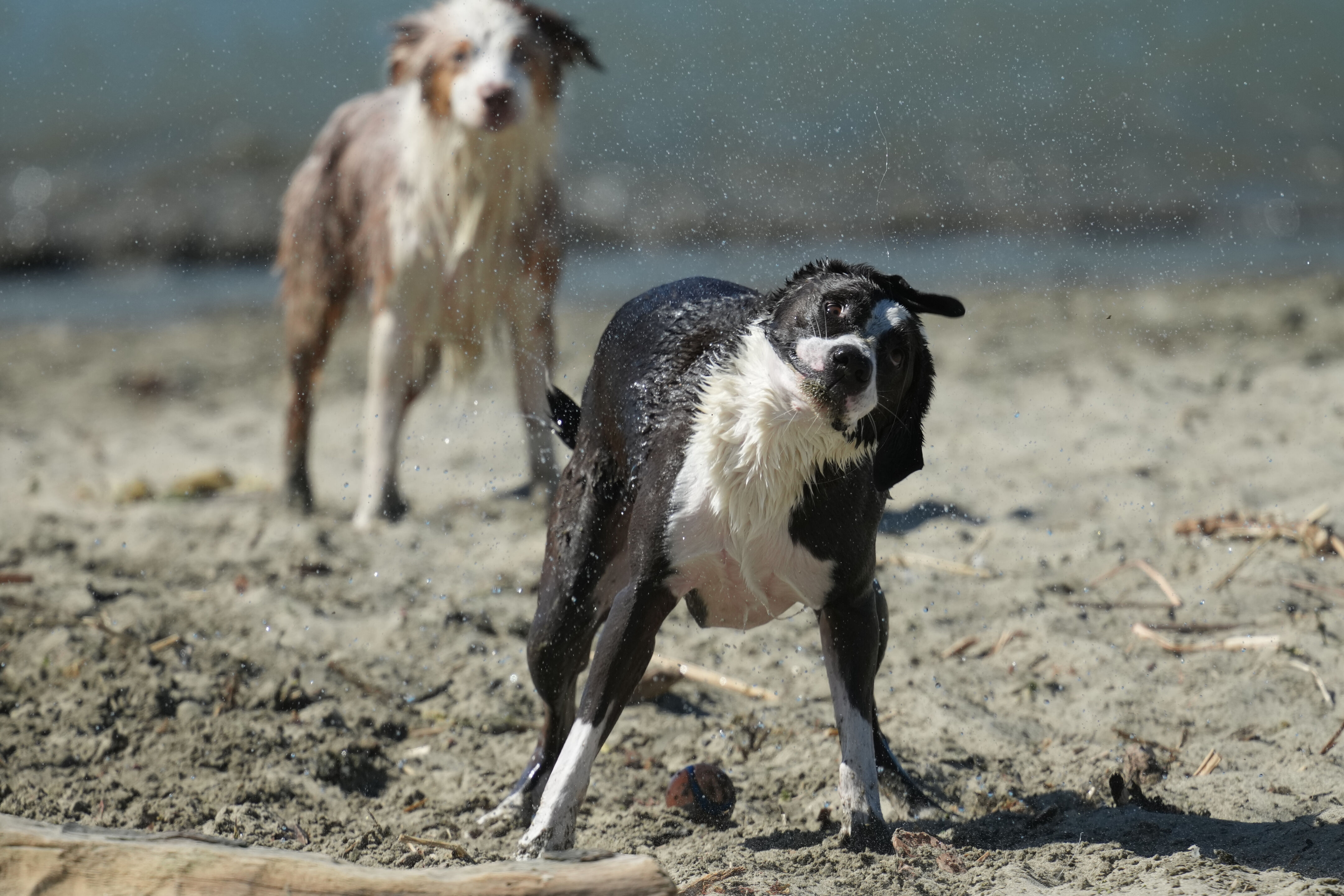 McLaughlin Eastshore State Park