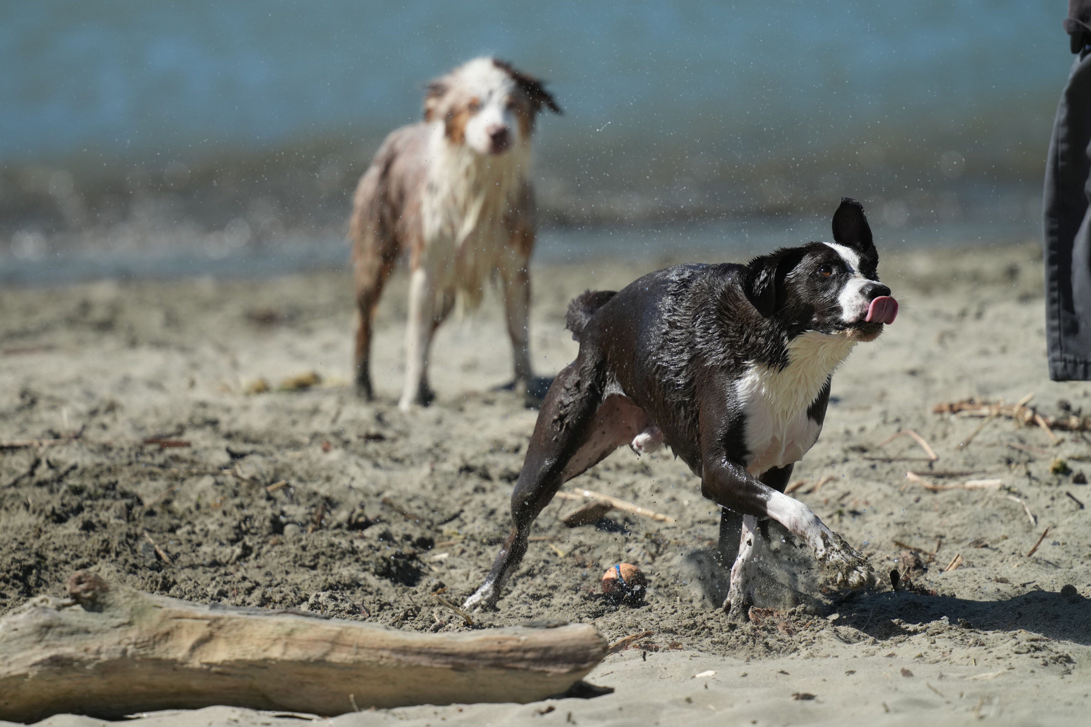 McLaughlin Eastshore State Park
