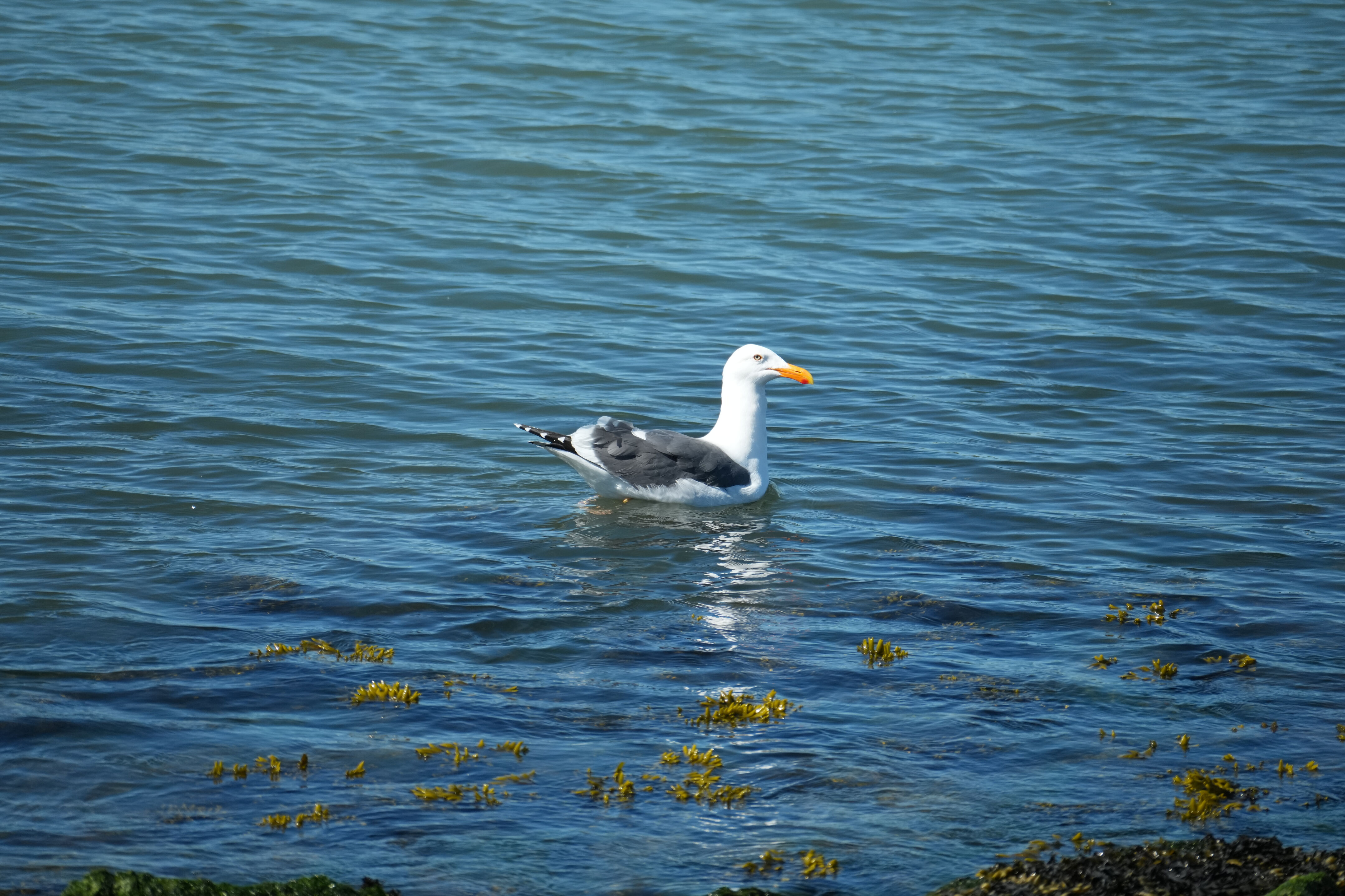 McLaughlin Eastshore State Park