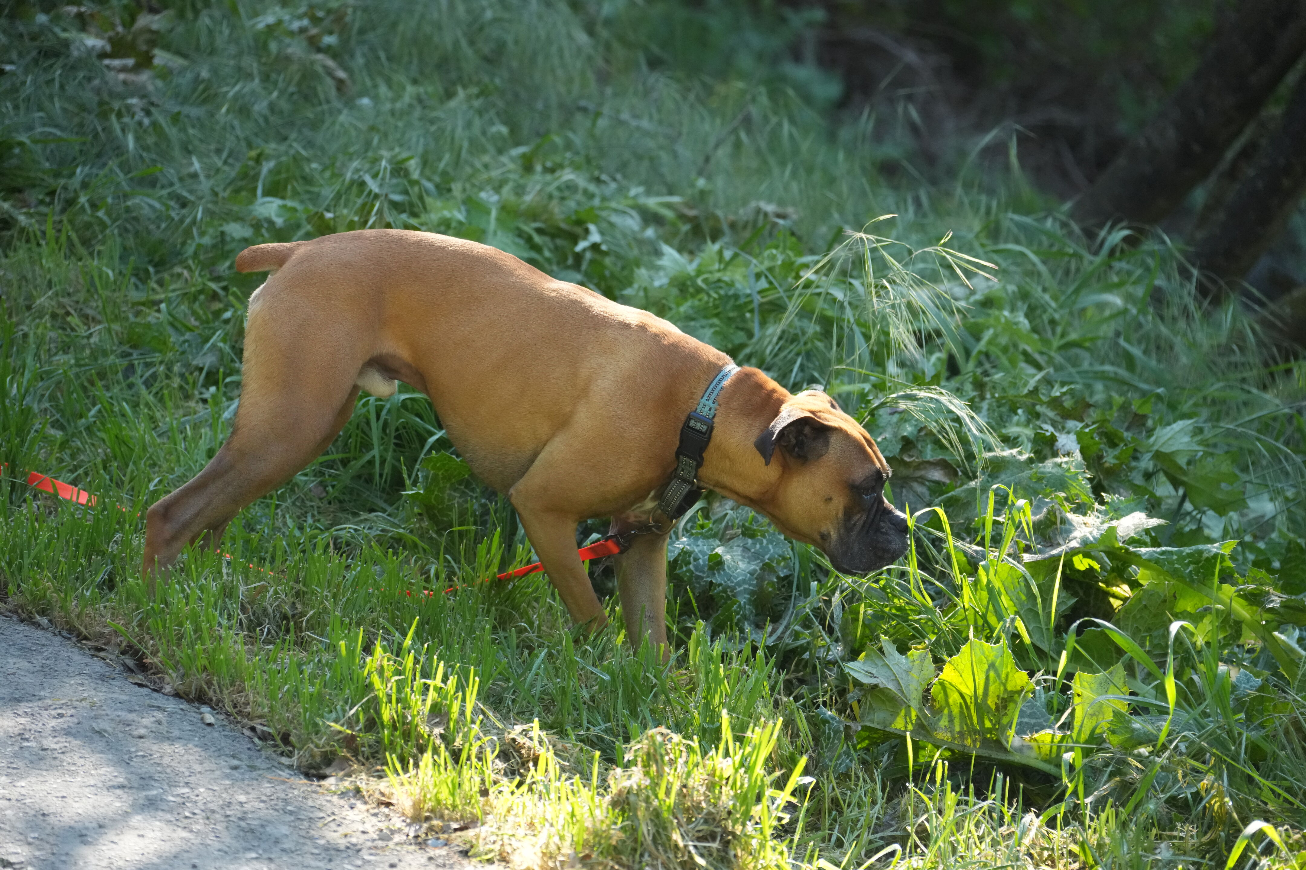 Wildcat Canyon Regional Park