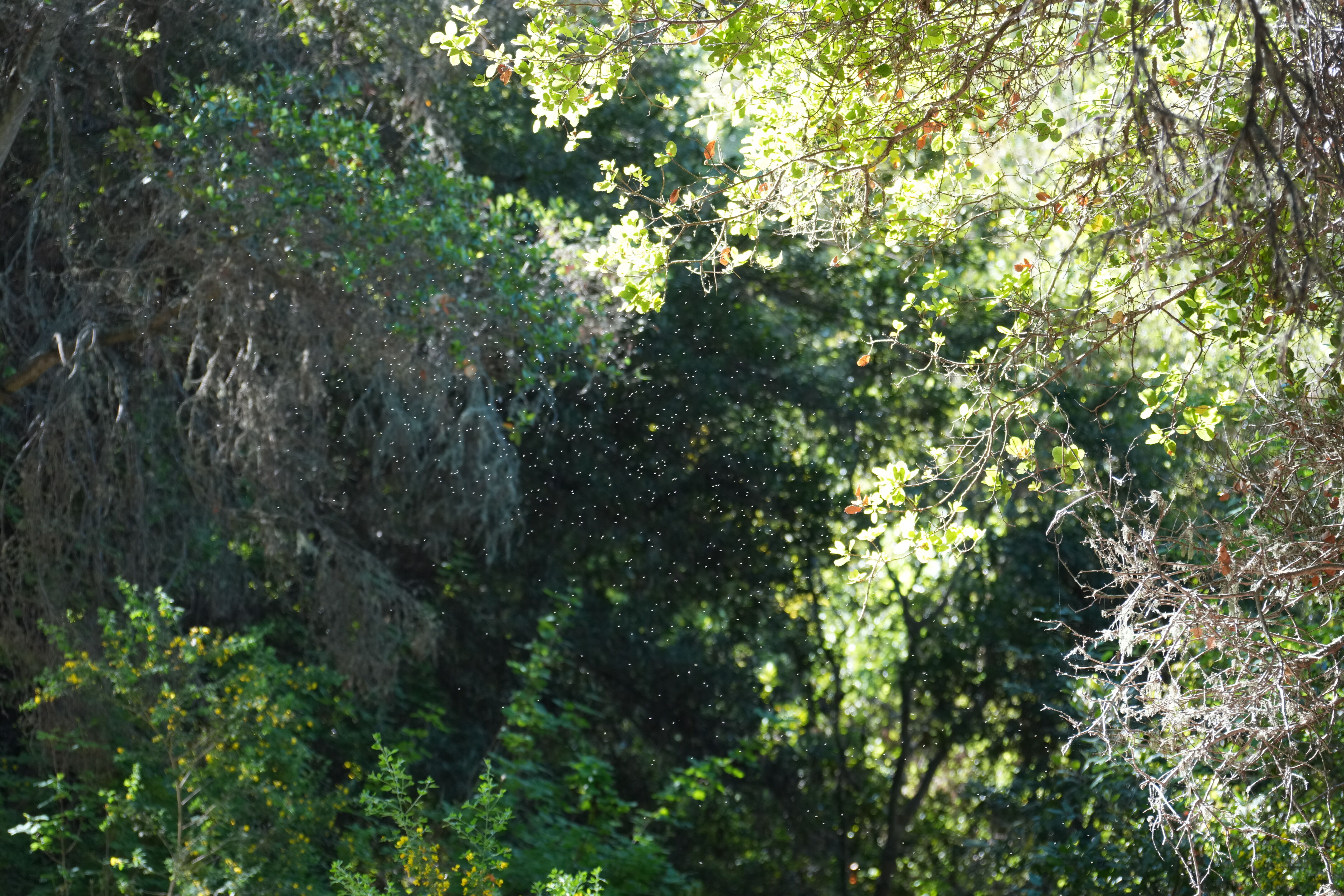 Wildcat Canyon Regional Park