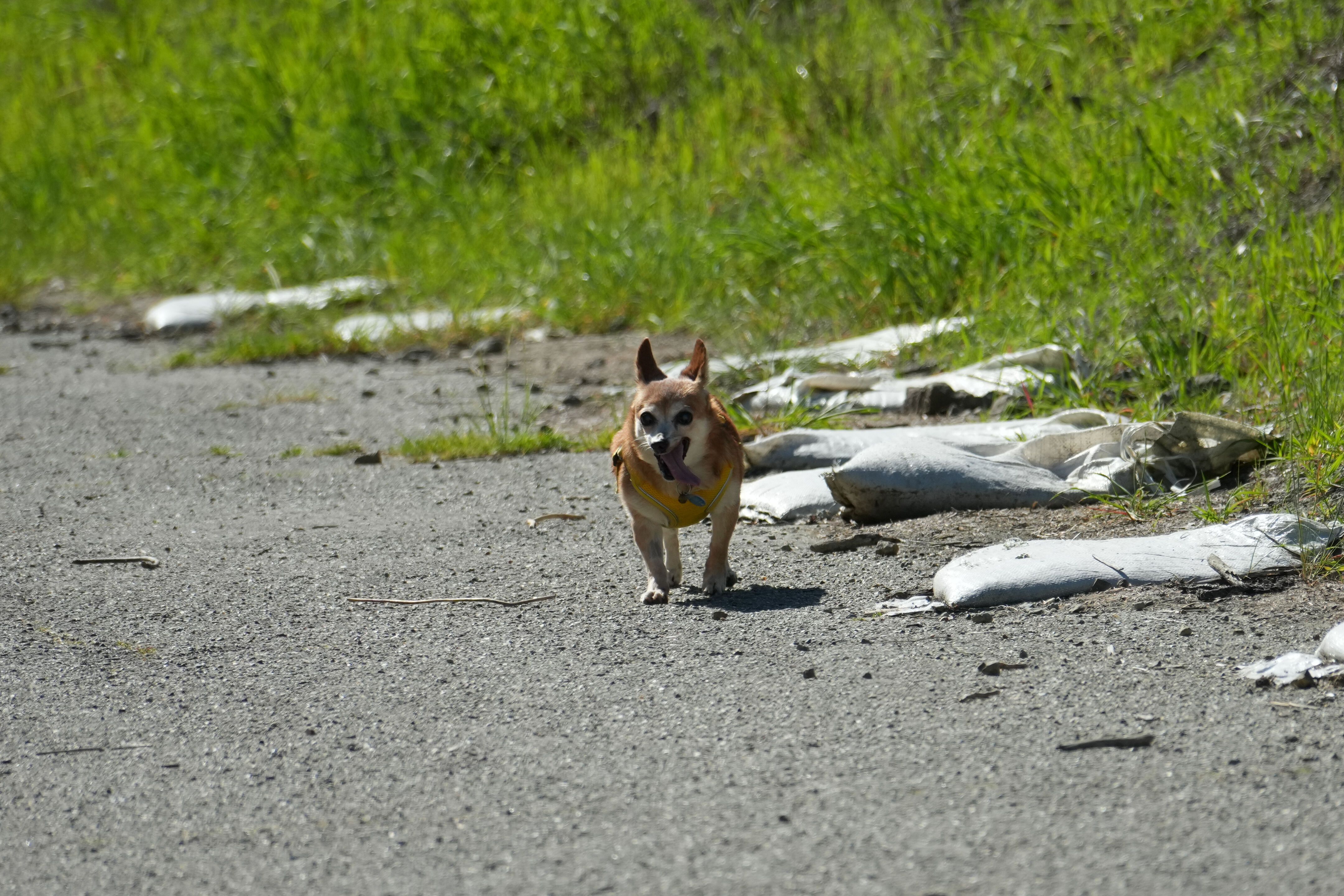 Wildcat Canyon Regional Park