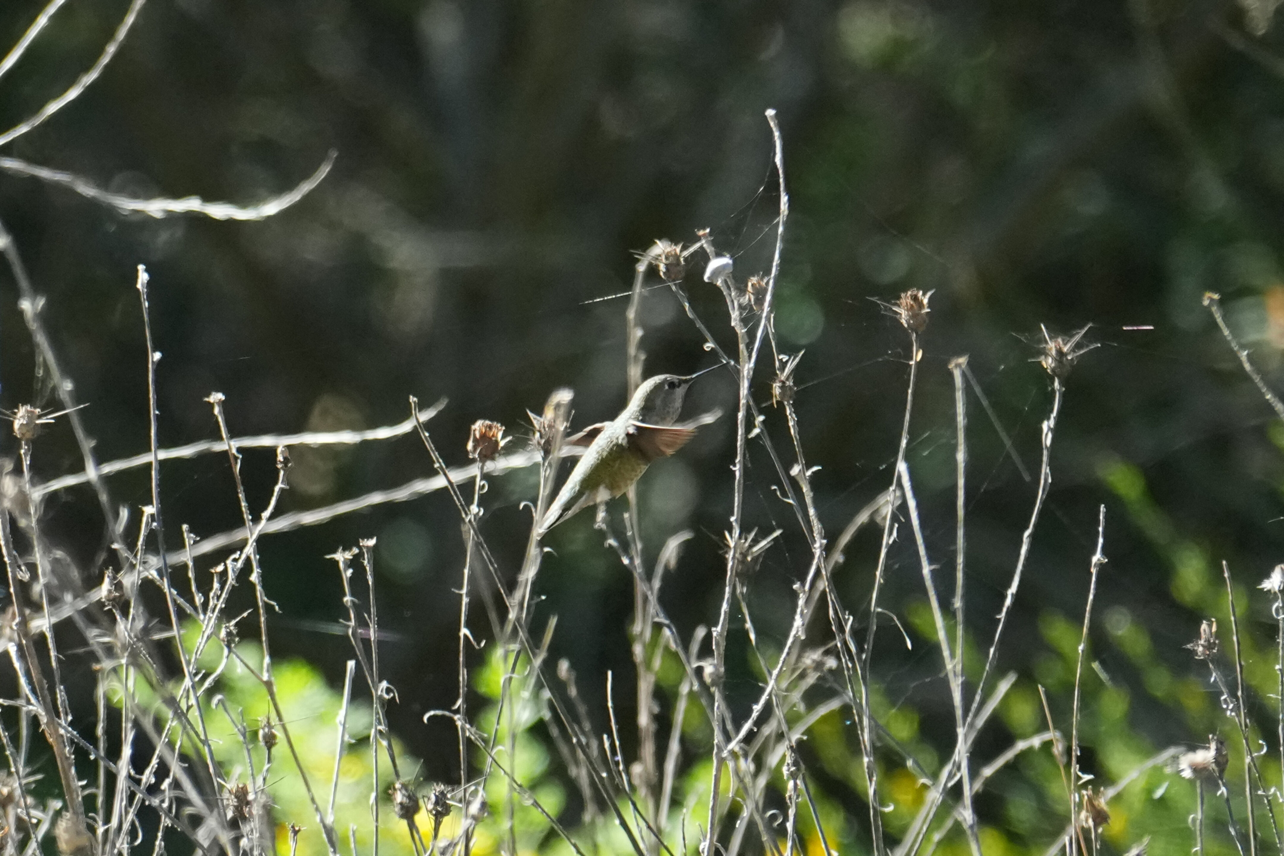 Wildcat Canyon Regional Park