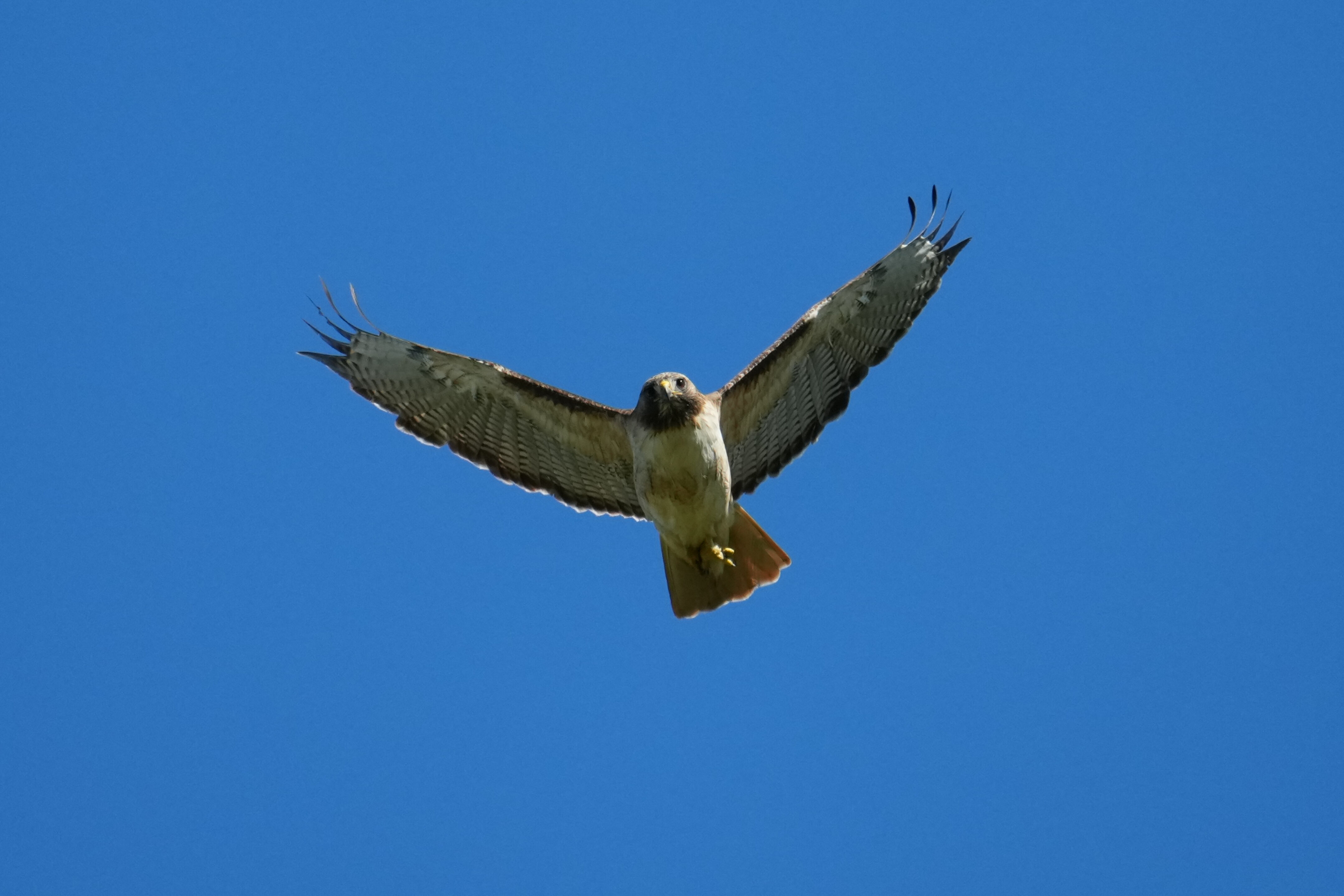 Red-Tailed Hawk