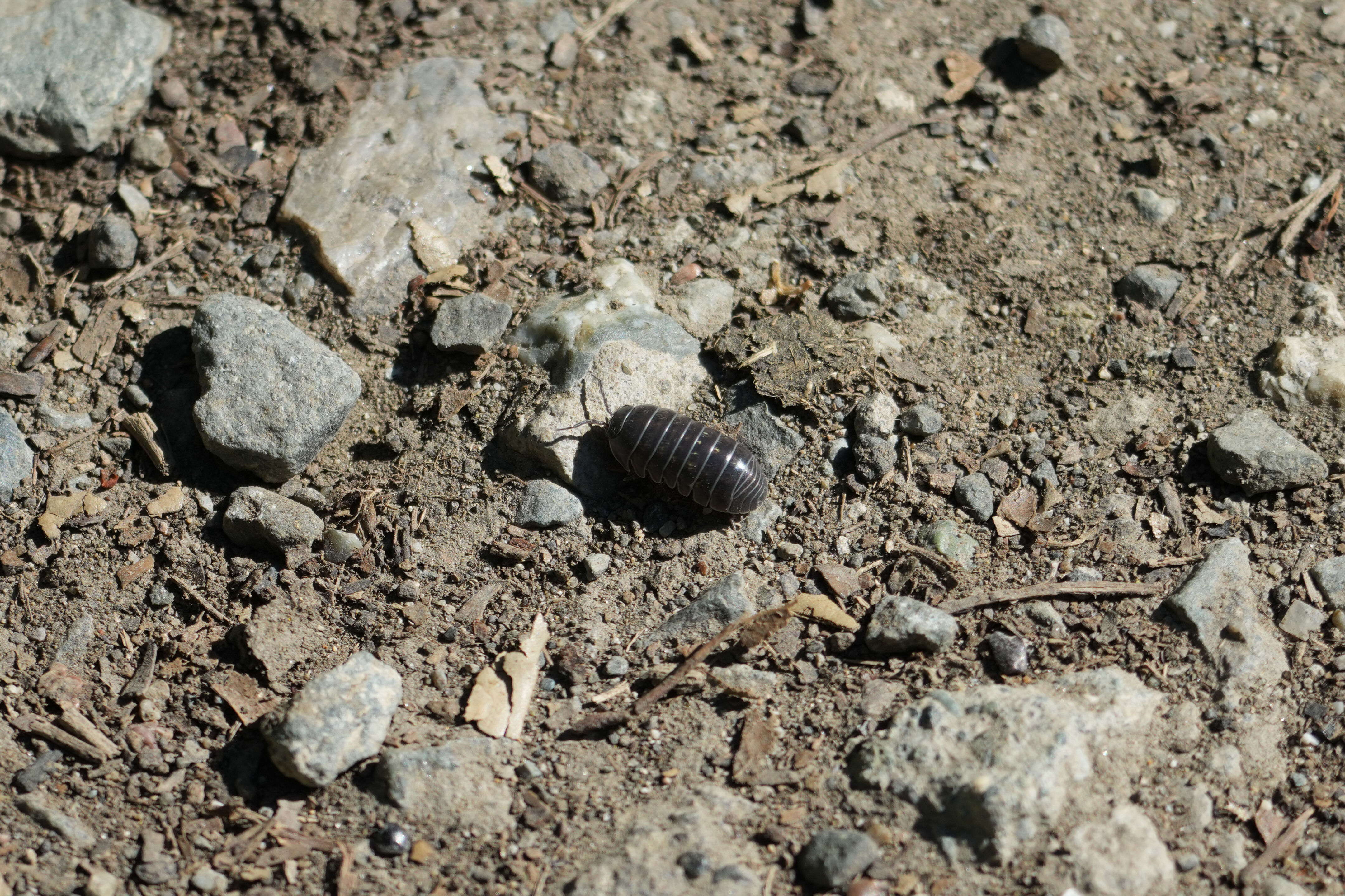 Wildcat Canyon Regional Park