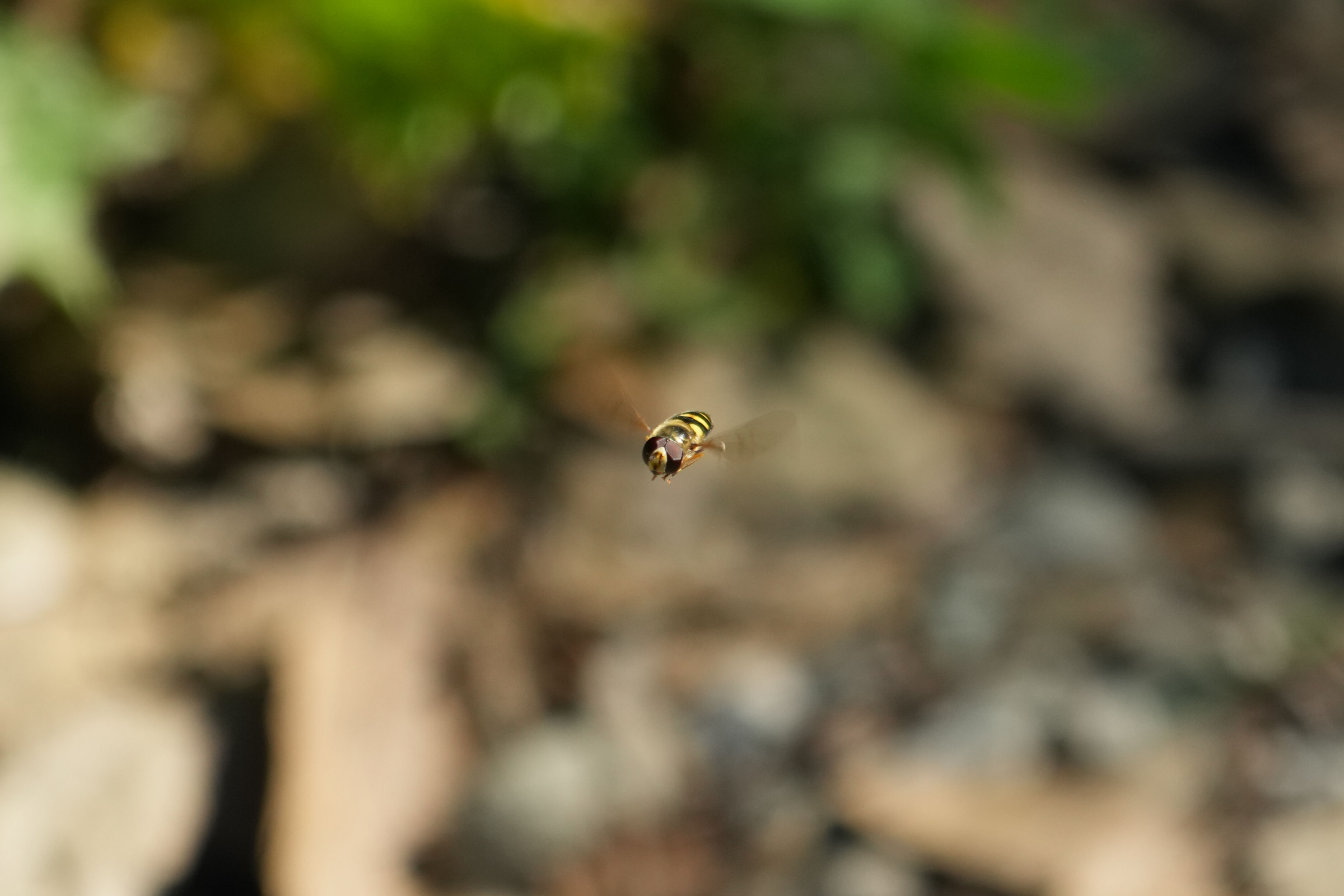 Wildcat Canyon Regional Park