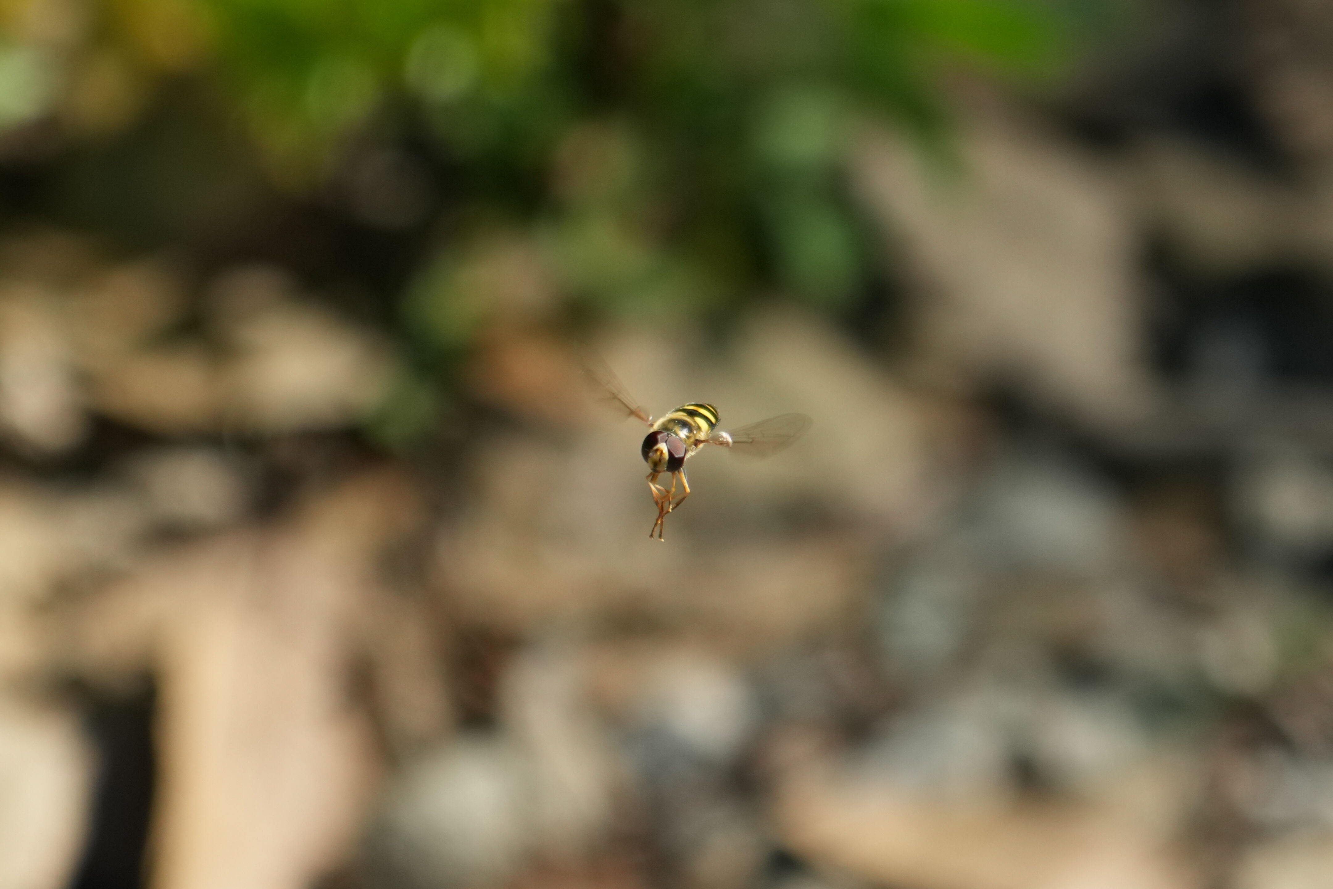 Wildcat Canyon Regional Park