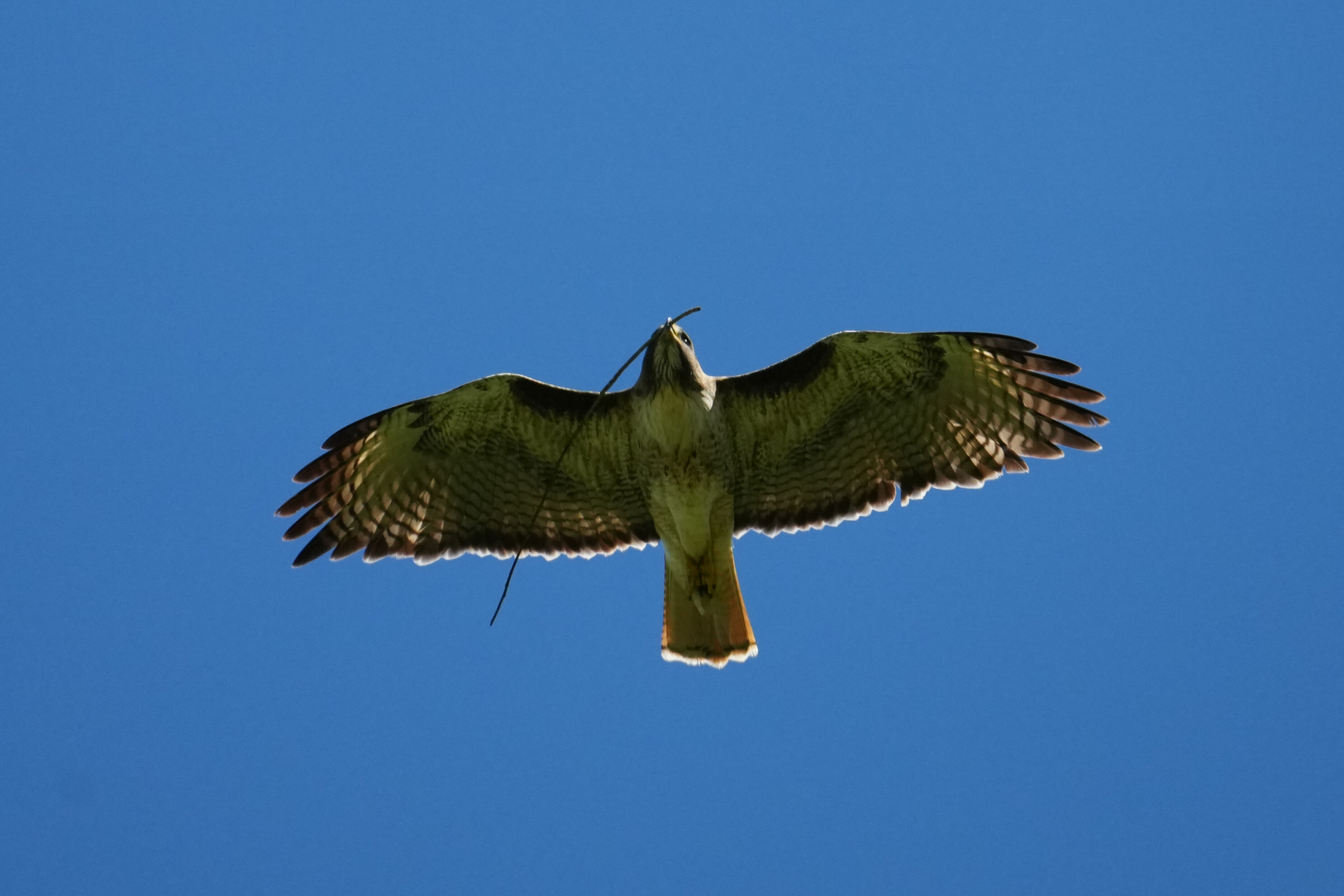 Wildcat Canyon Regional Park