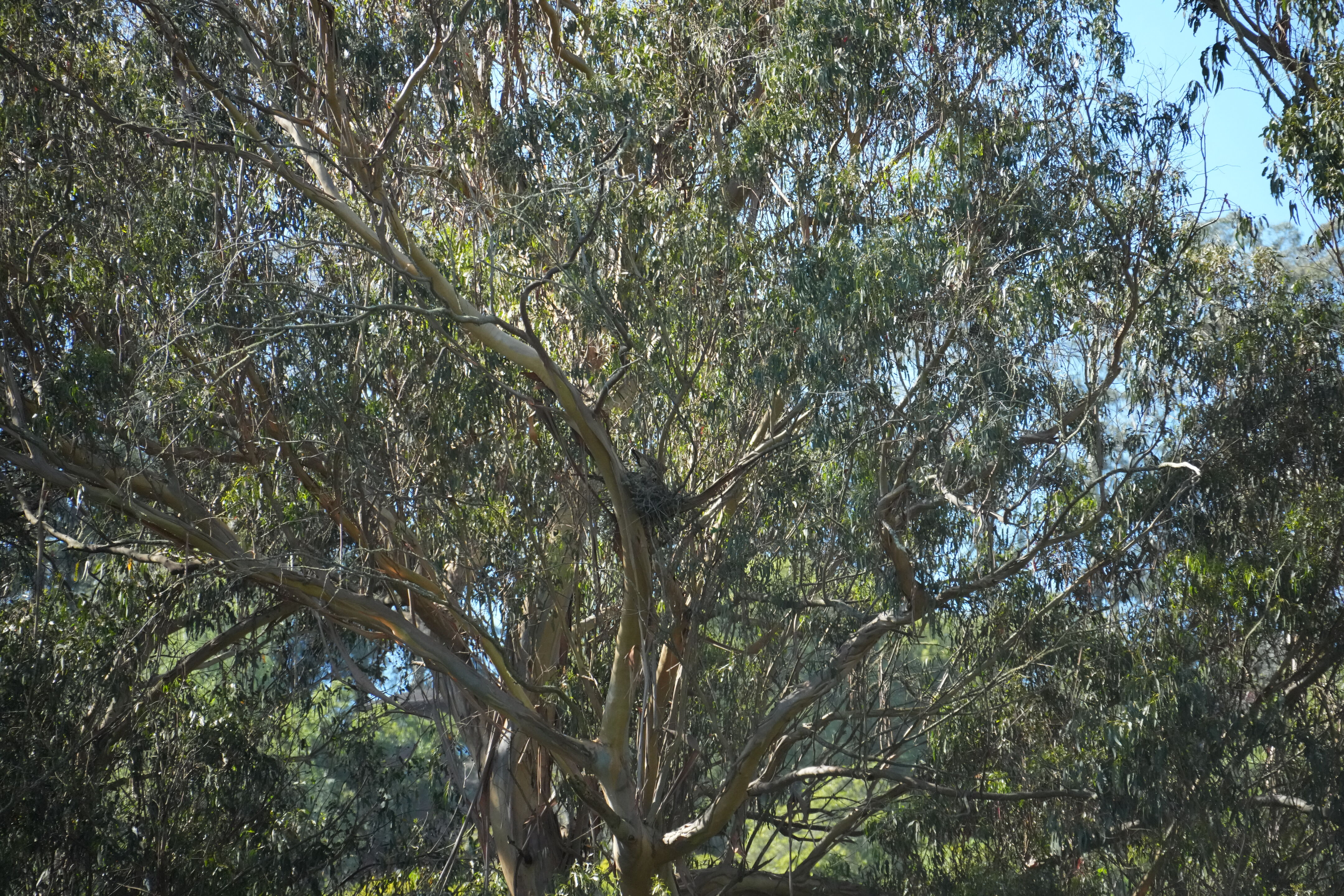 Wildcat Canyon Regional Park