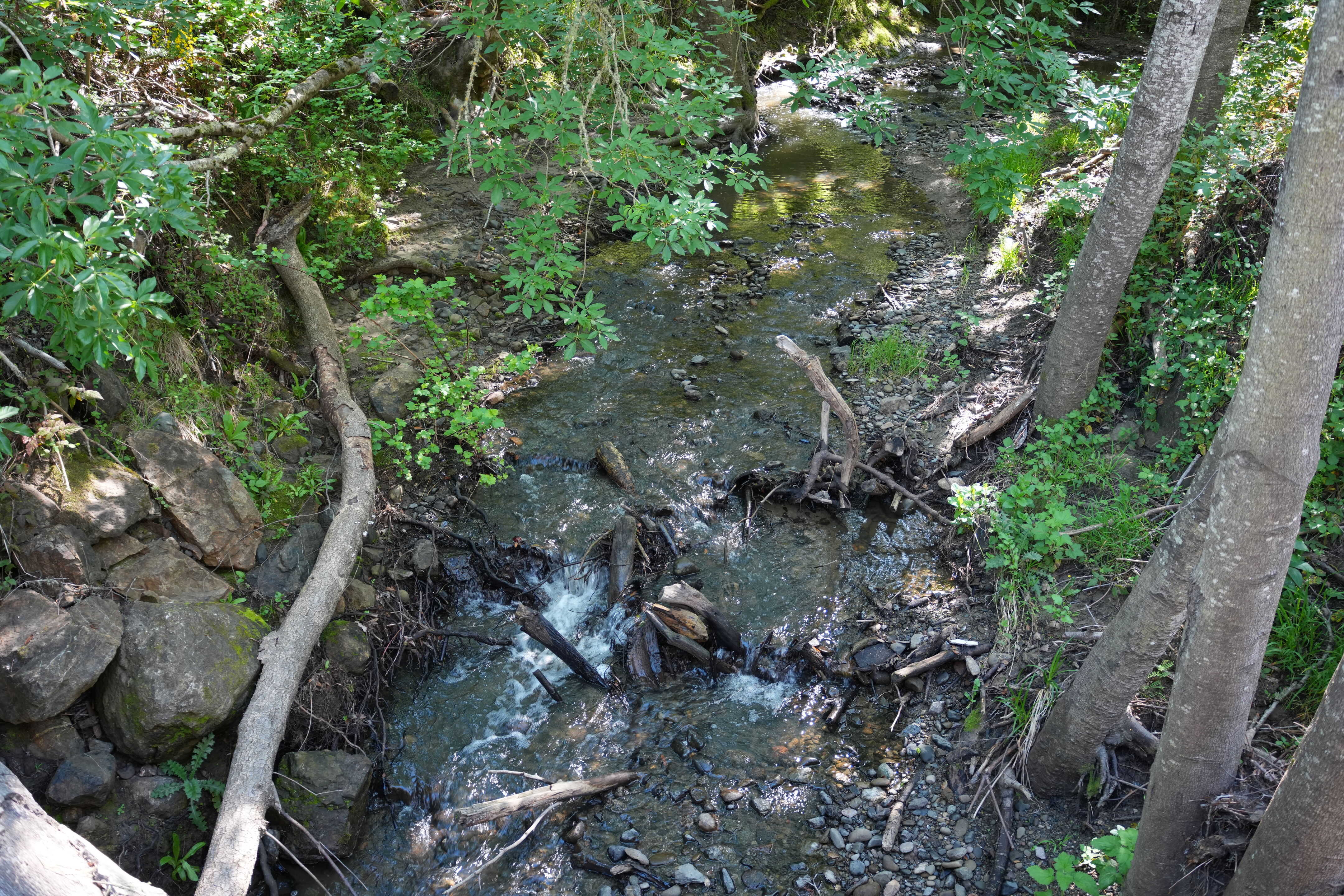 Wildcat Canyon Regional Park