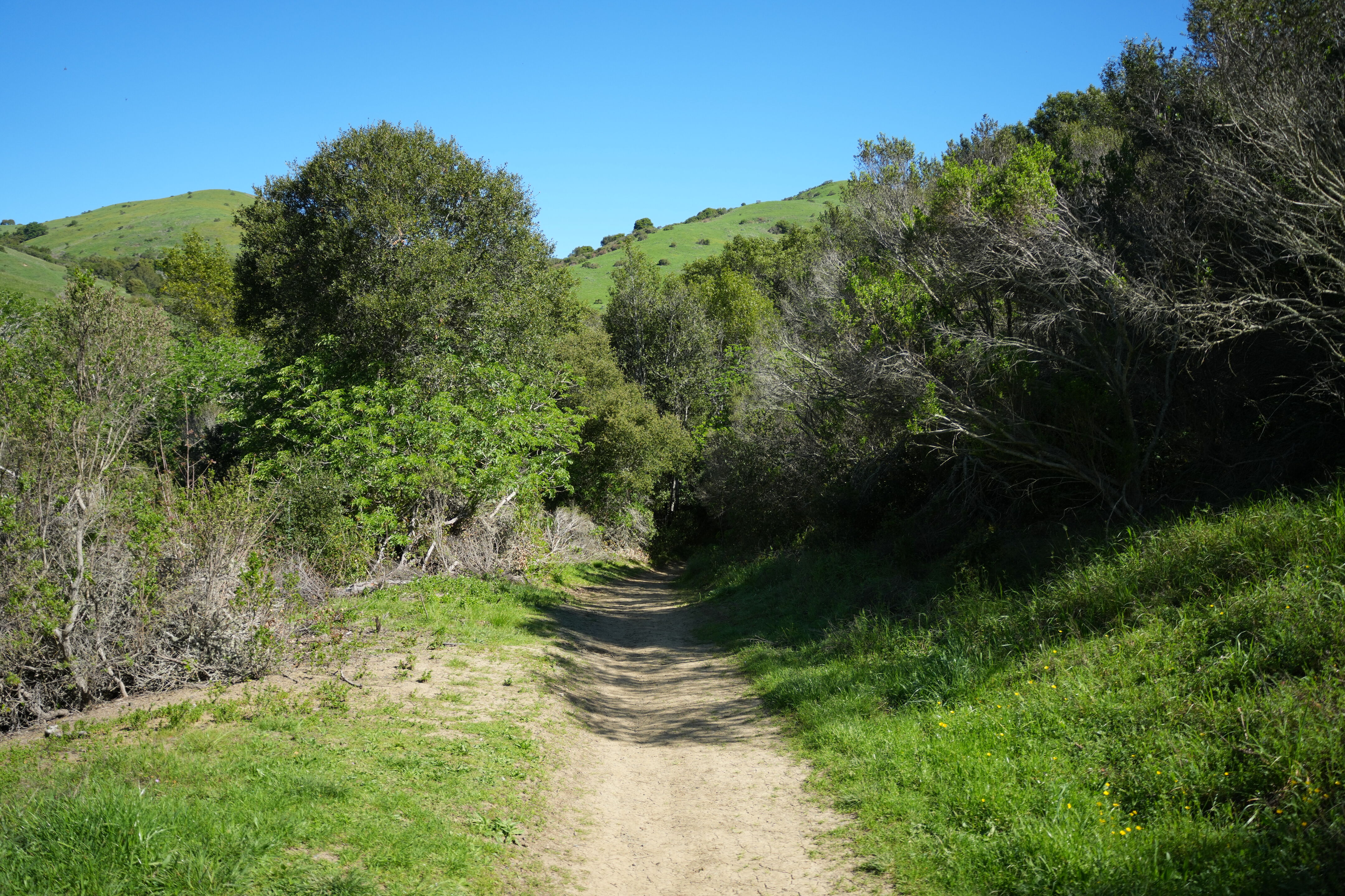 Wildcat Canyon Regional Park