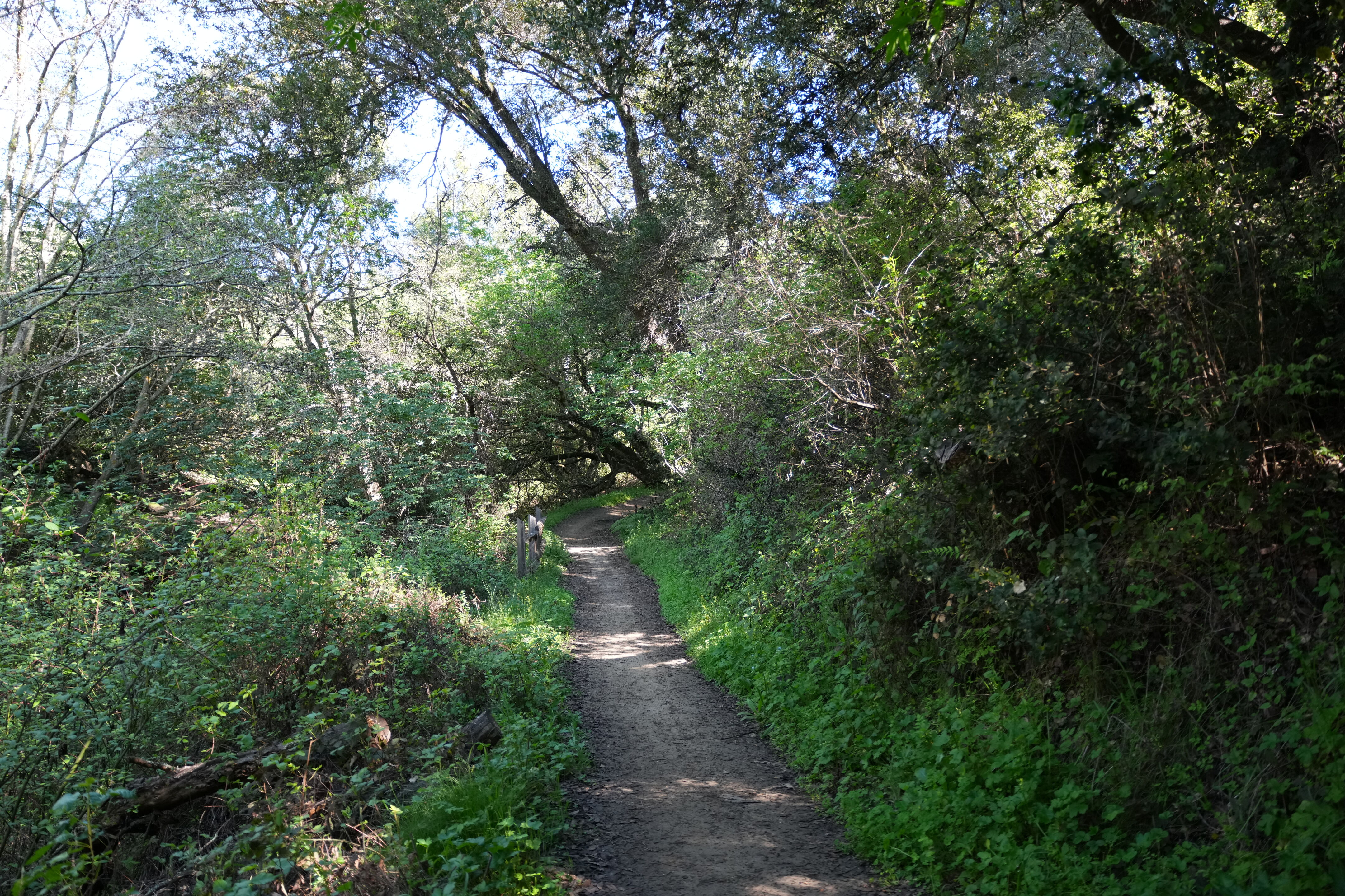 Wildcat Canyon Regional Park