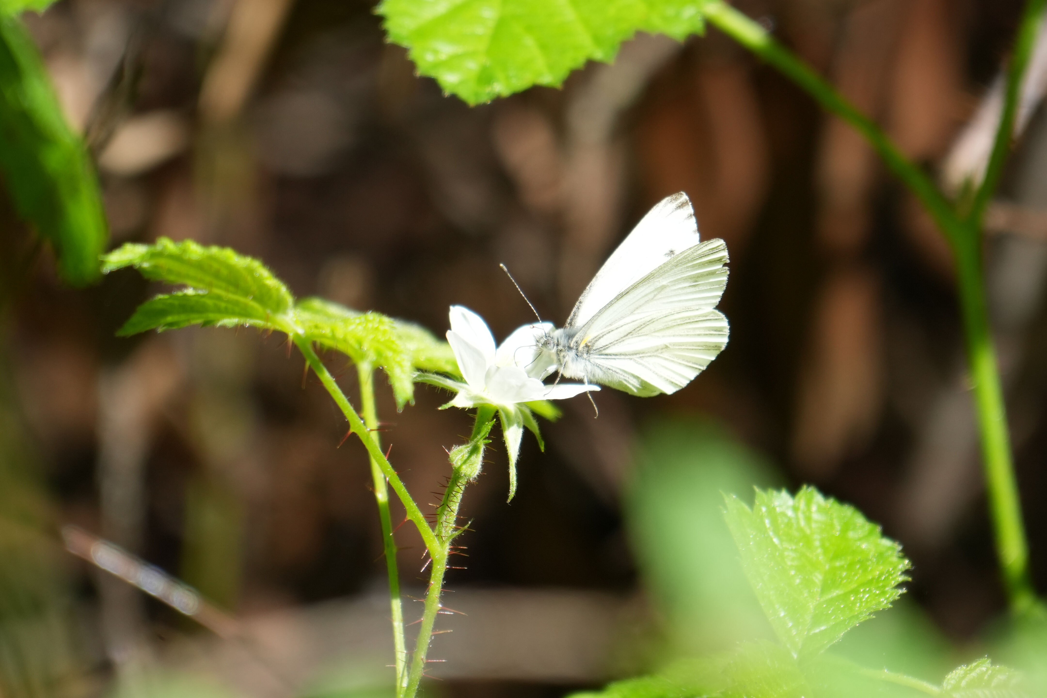 Wildcat Canyon Regional Park