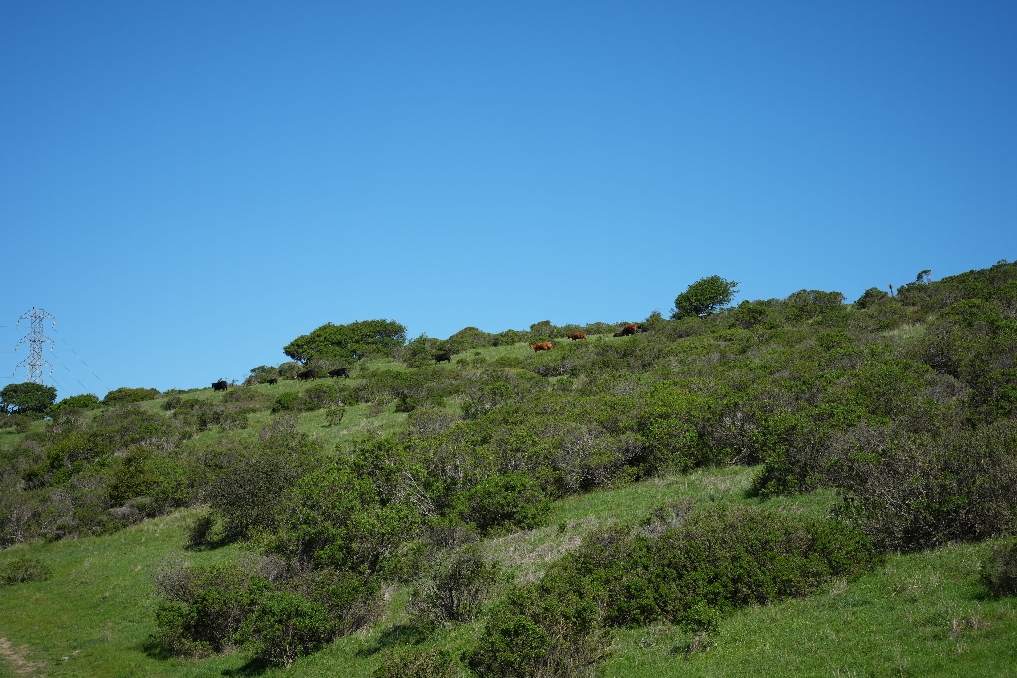 Wildcat Canyon Regional Park