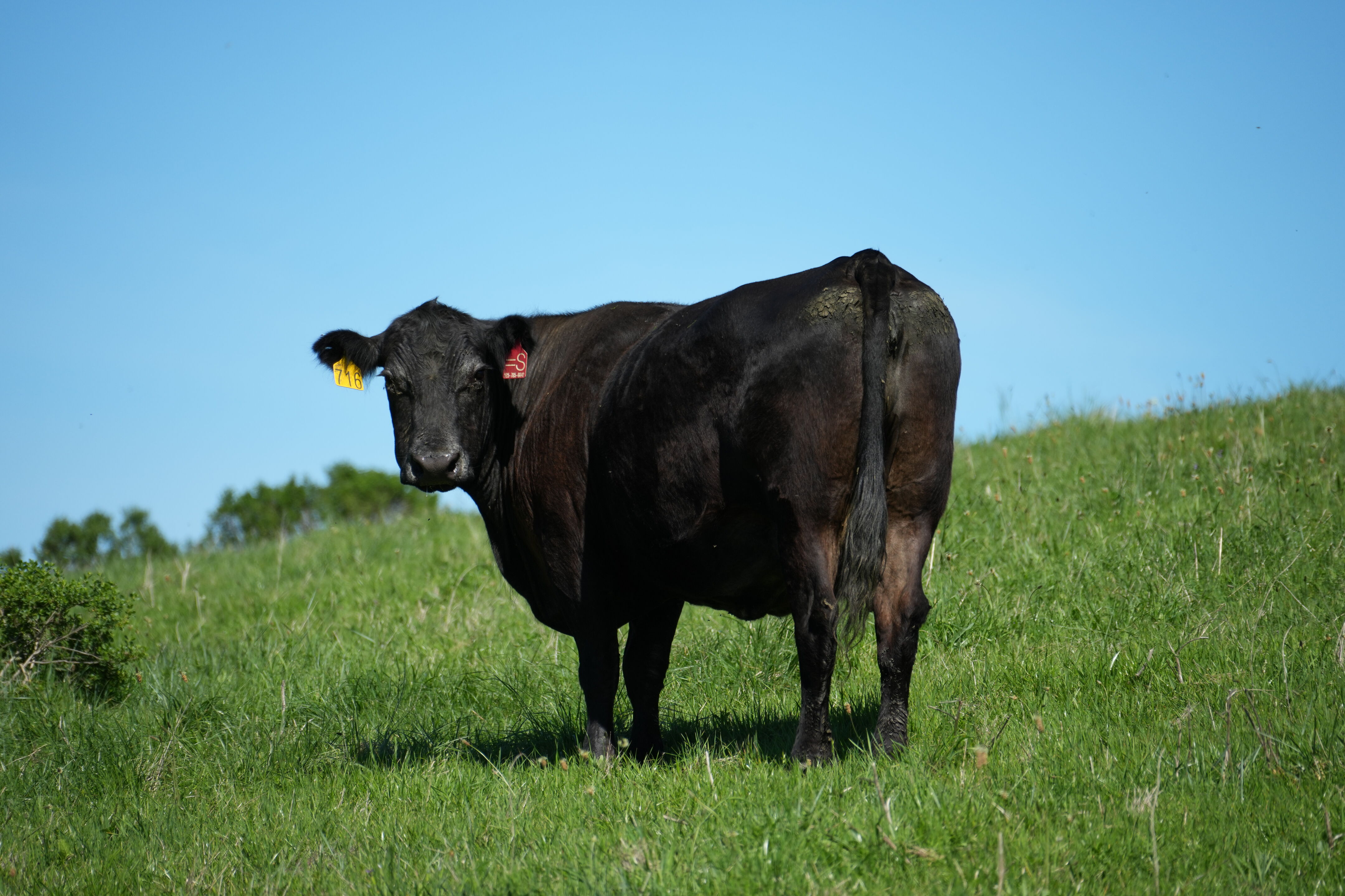 Wildcat Canyon Regional Park