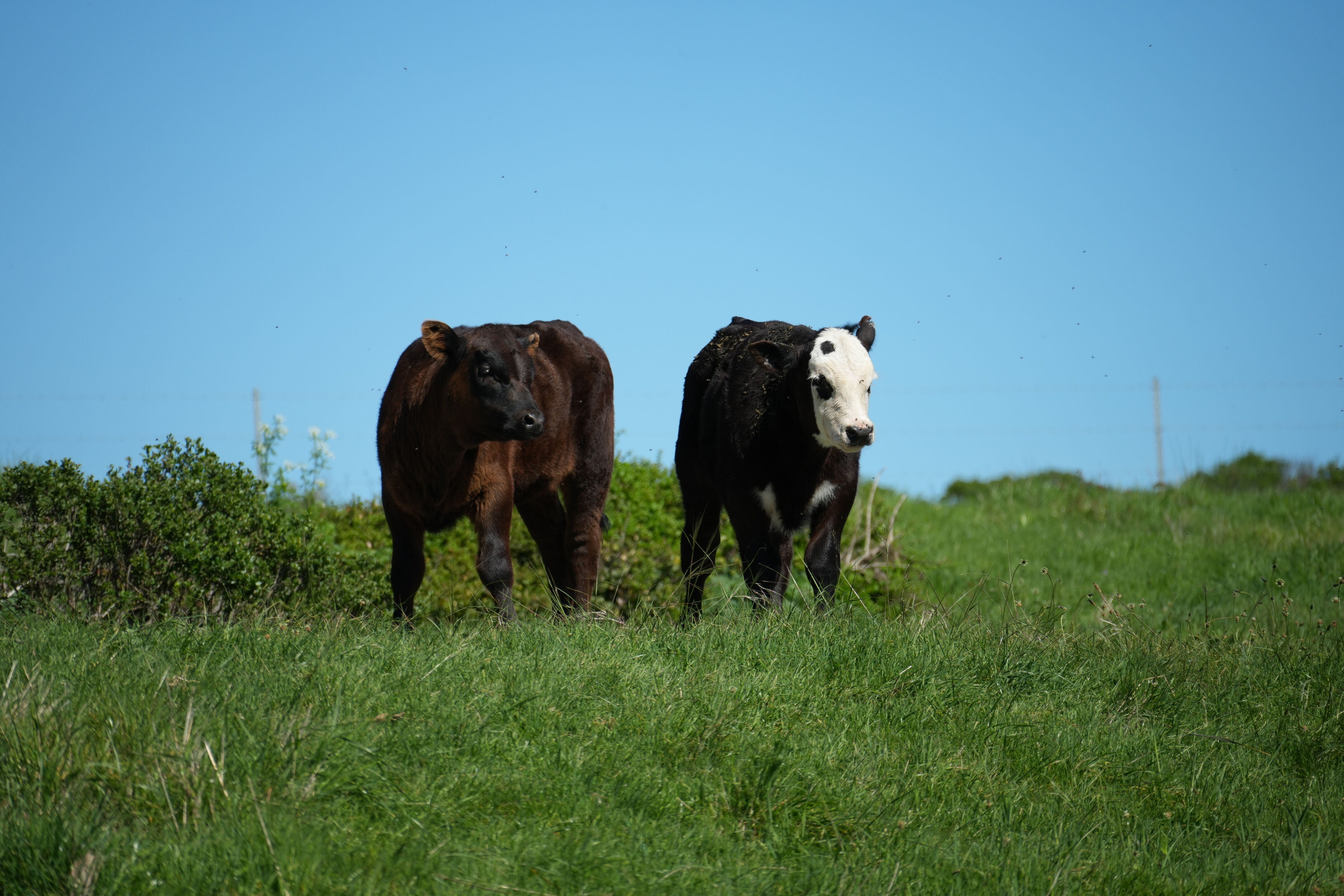 Wildcat Canyon Regional Park