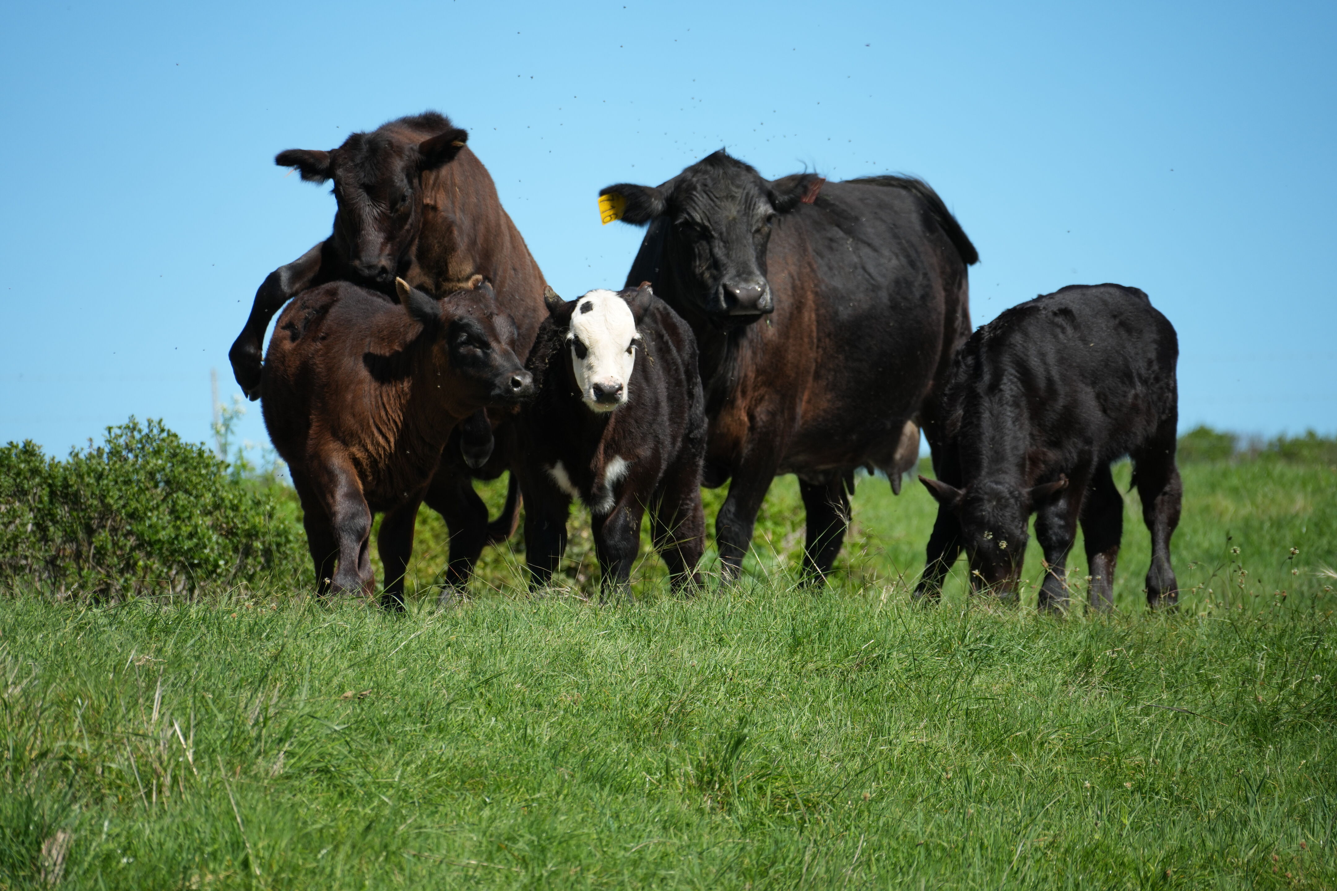 Wildcat Canyon Regional Park