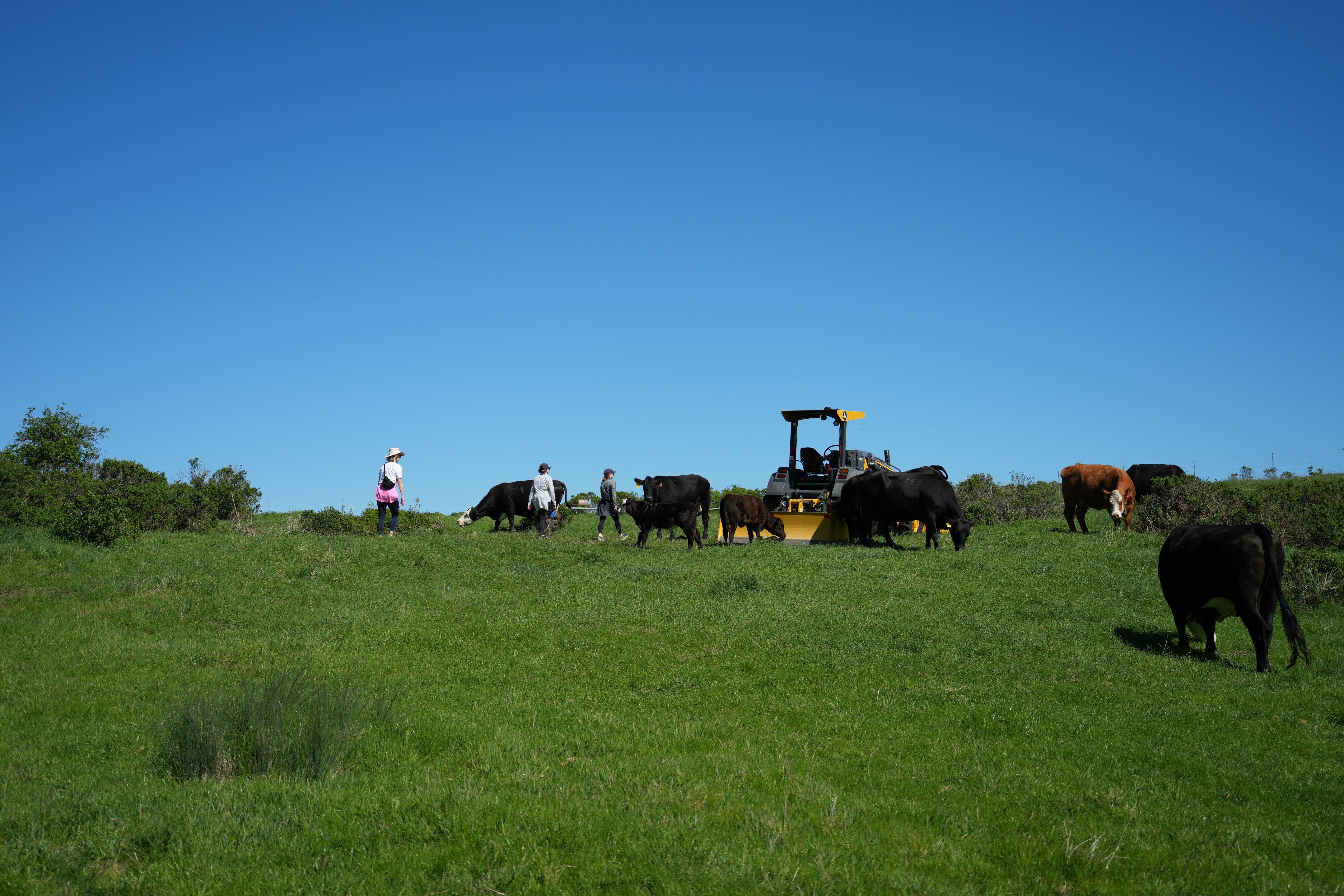 Wildcat Canyon Regional Park