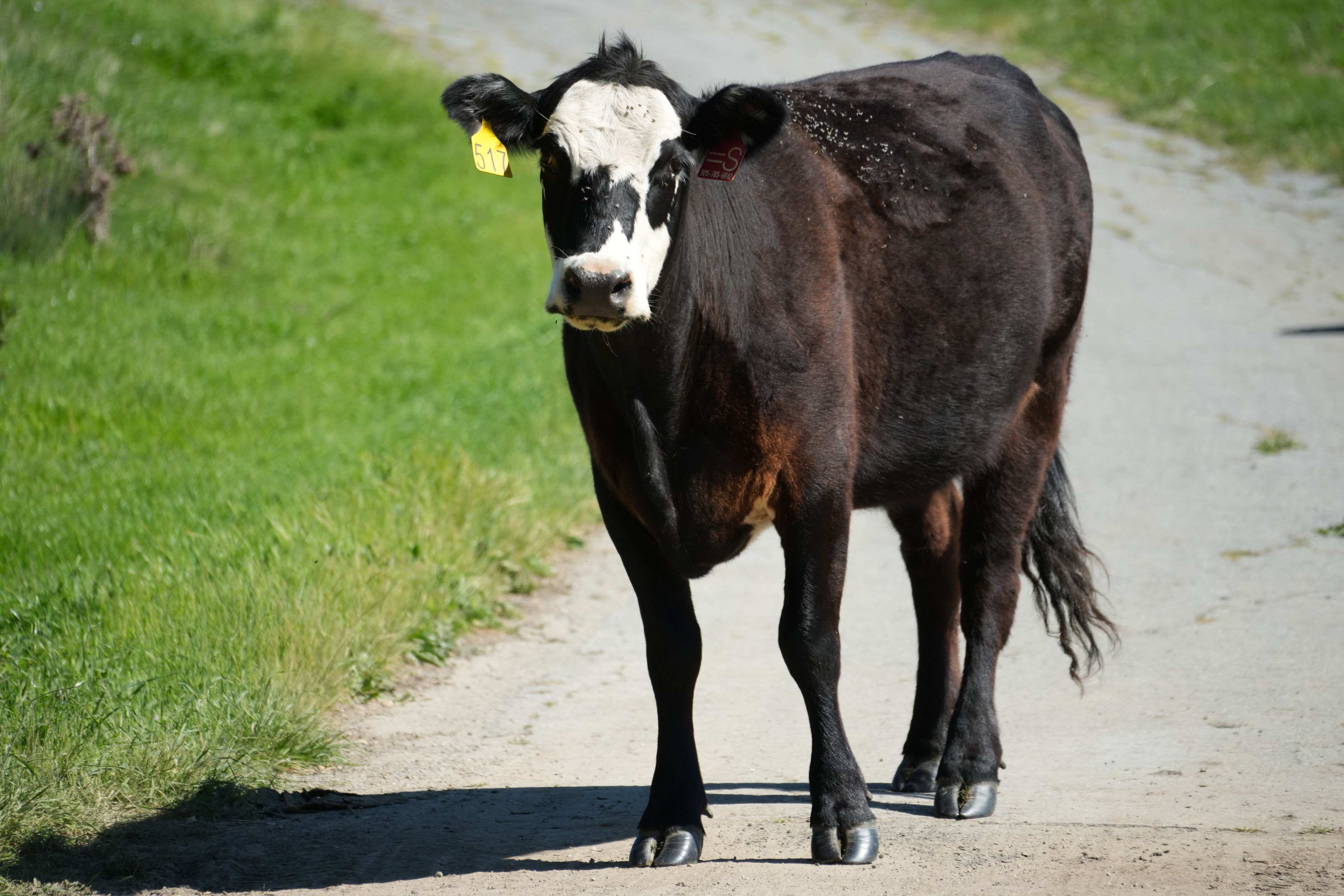 Wildcat Canyon Regional Park