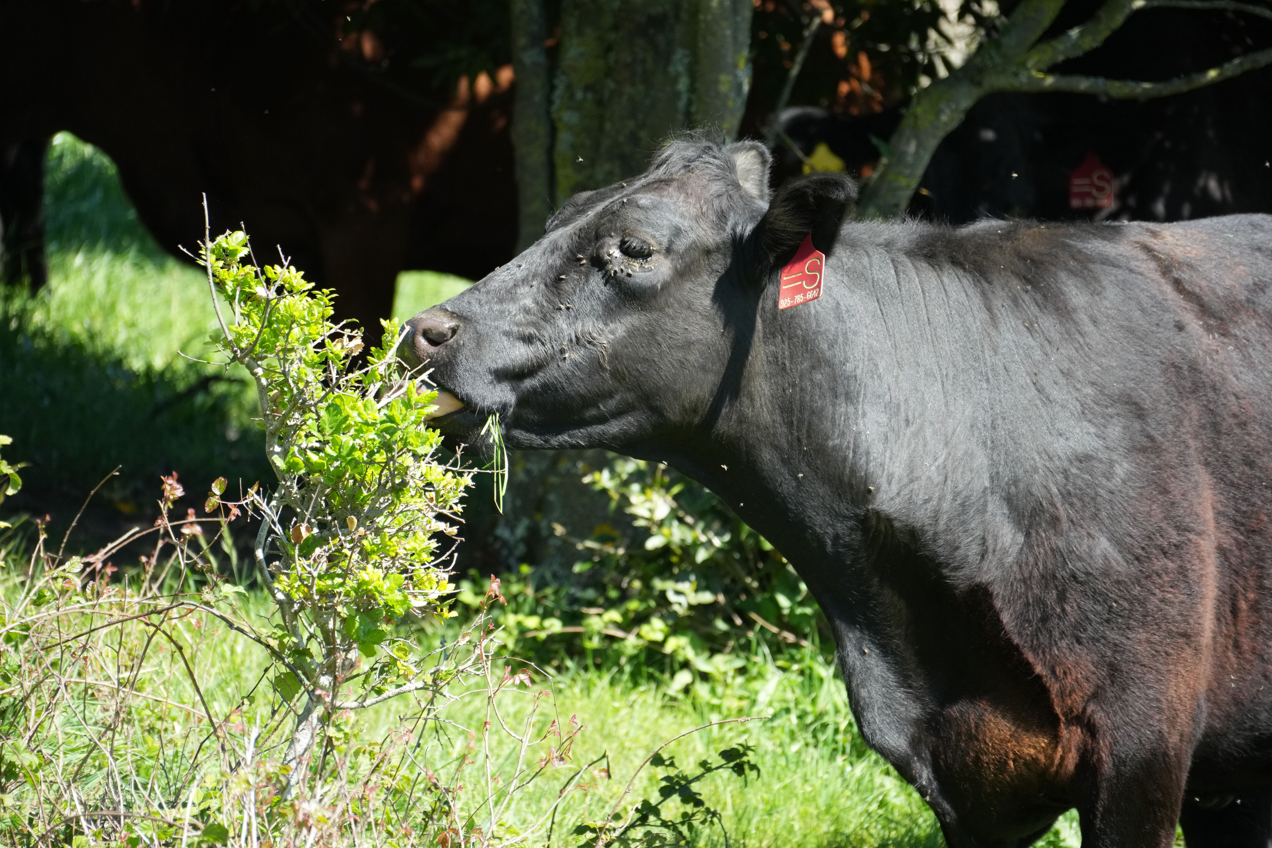 Wildcat Canyon Regional Park
